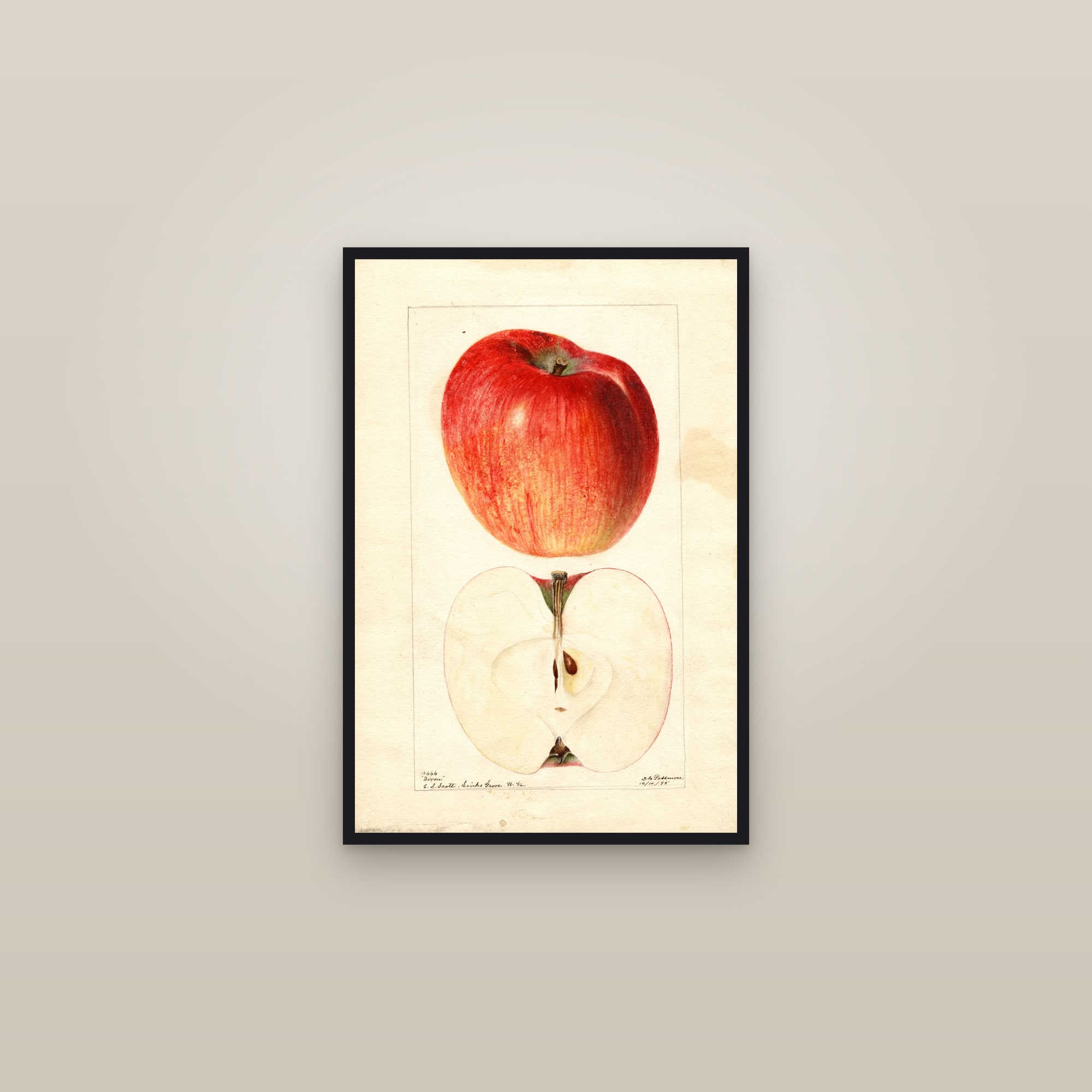 Dixon Apple — framed in a gallery setting