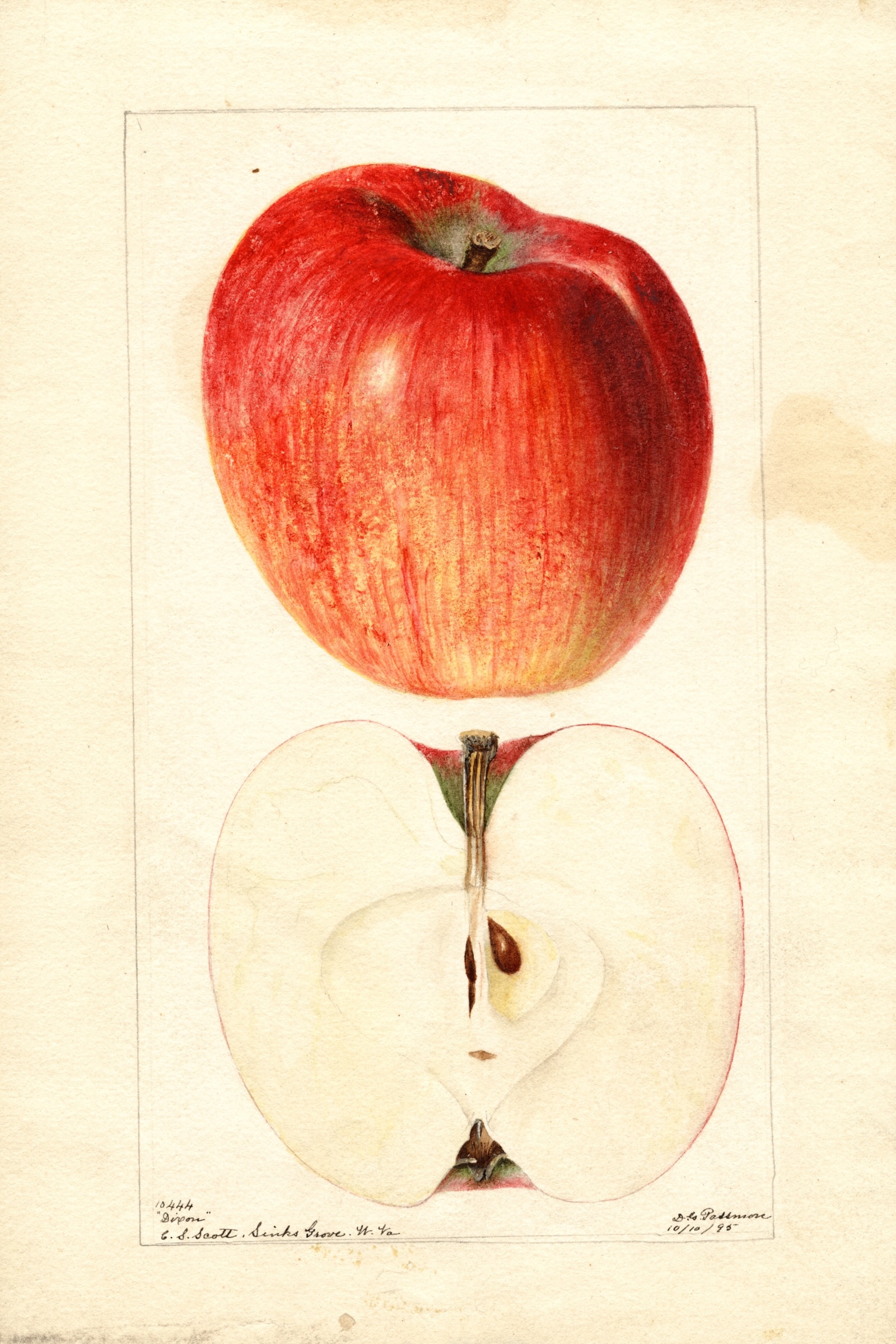 Dixon Apple