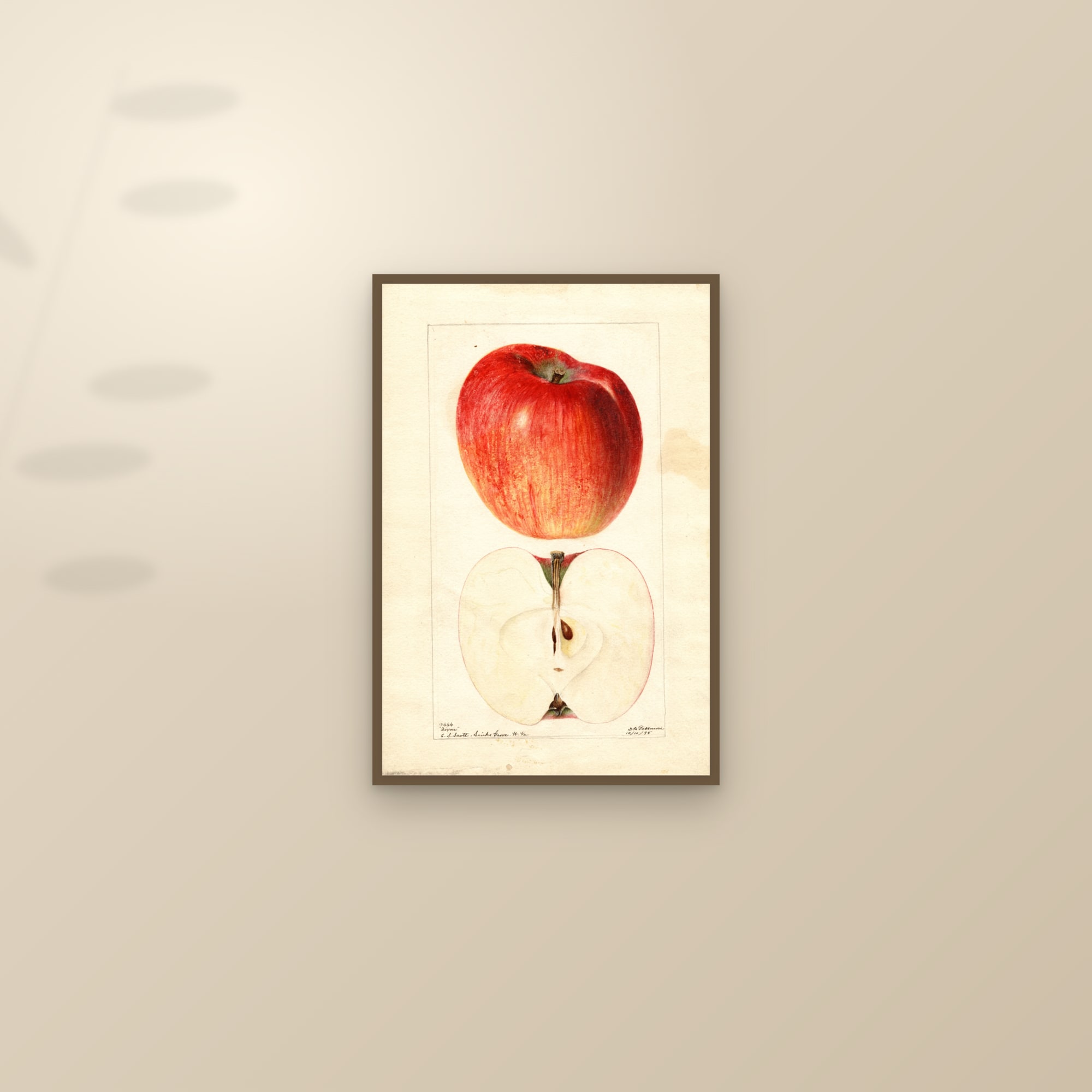 Dixon Apple — framed and styled on a sunlit wall