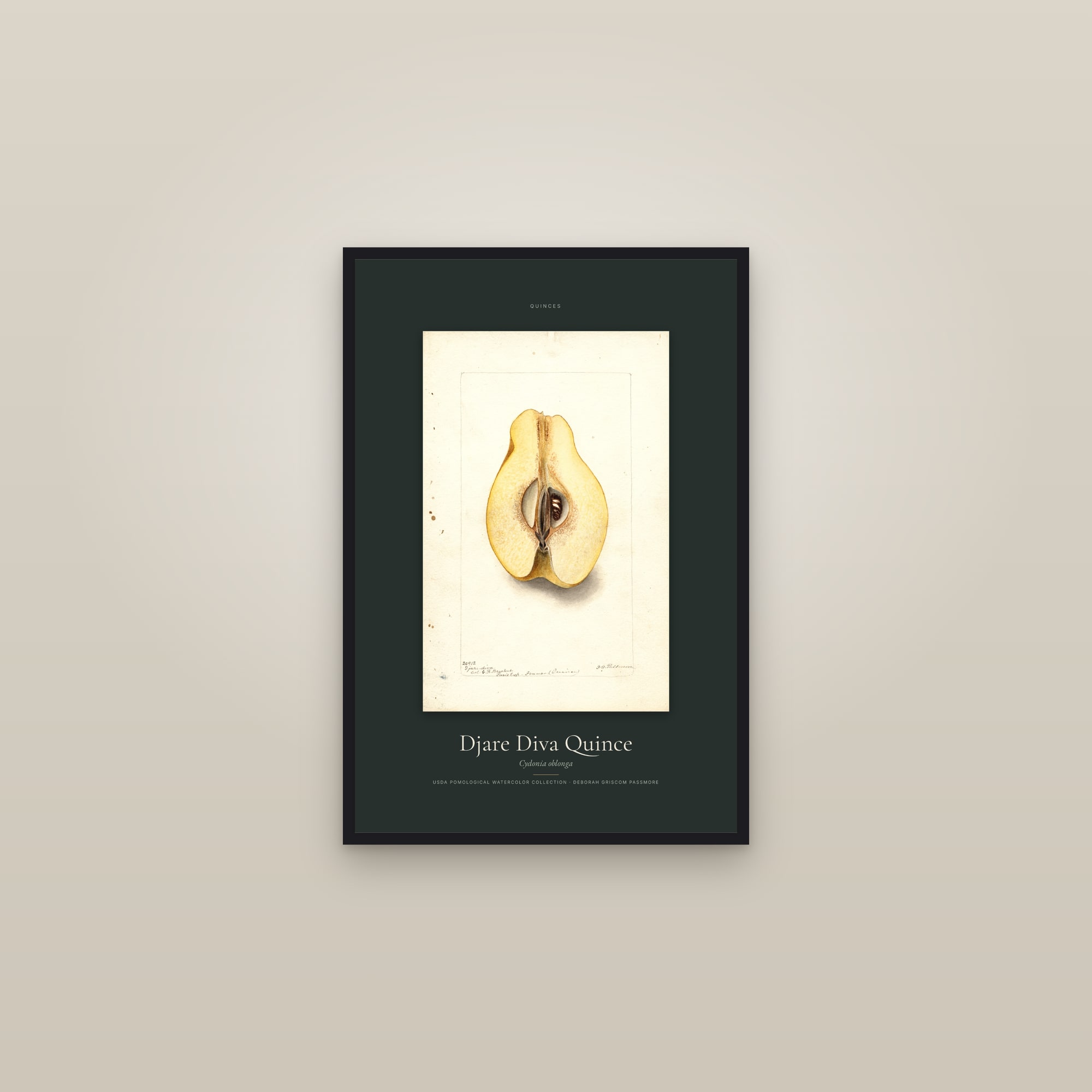 Djare Diva Quince — Specimen — framed in a gallery setting
