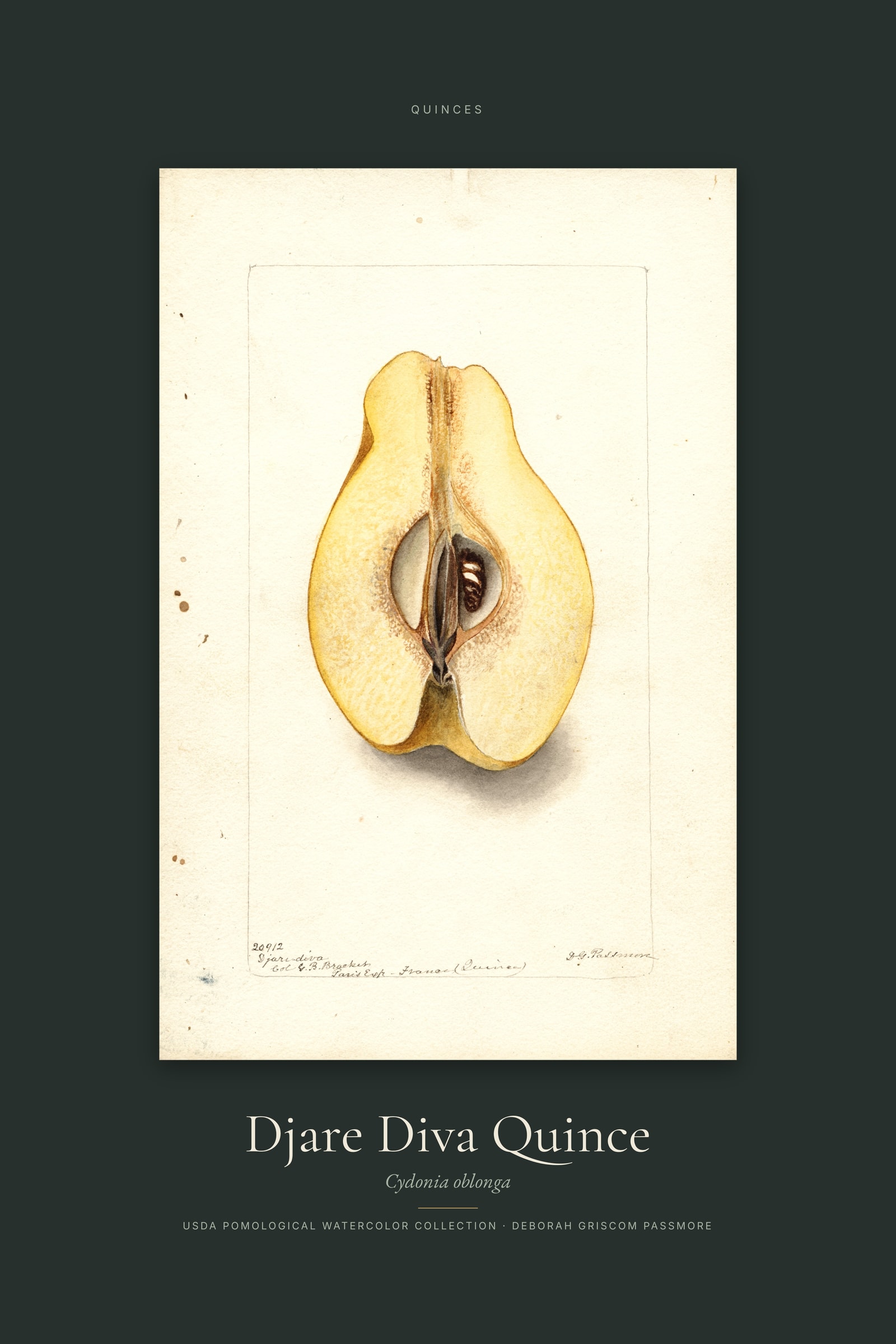 Djare Diva Quince — Specimen