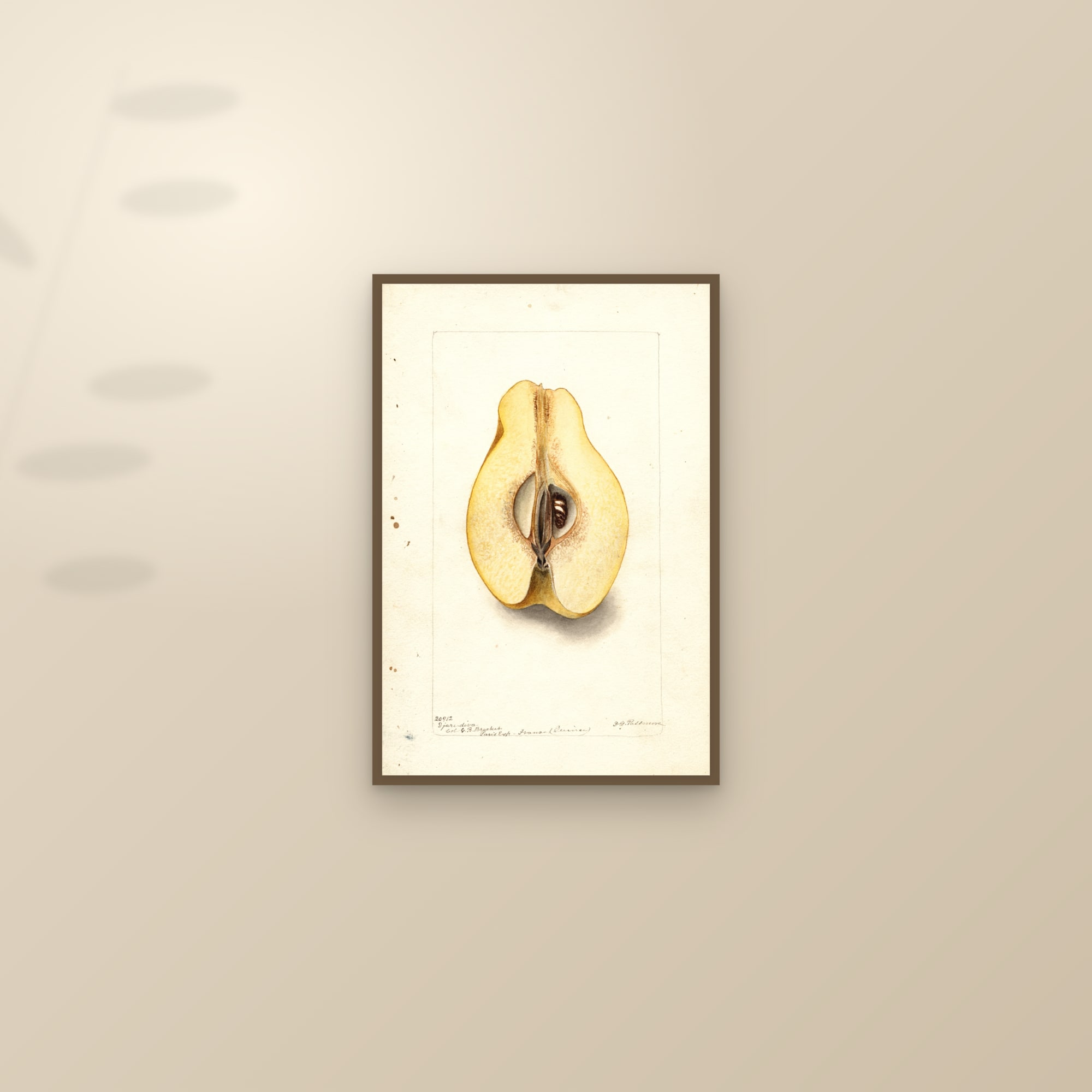 Djare Diva Quince — framed and styled on a sunlit wall