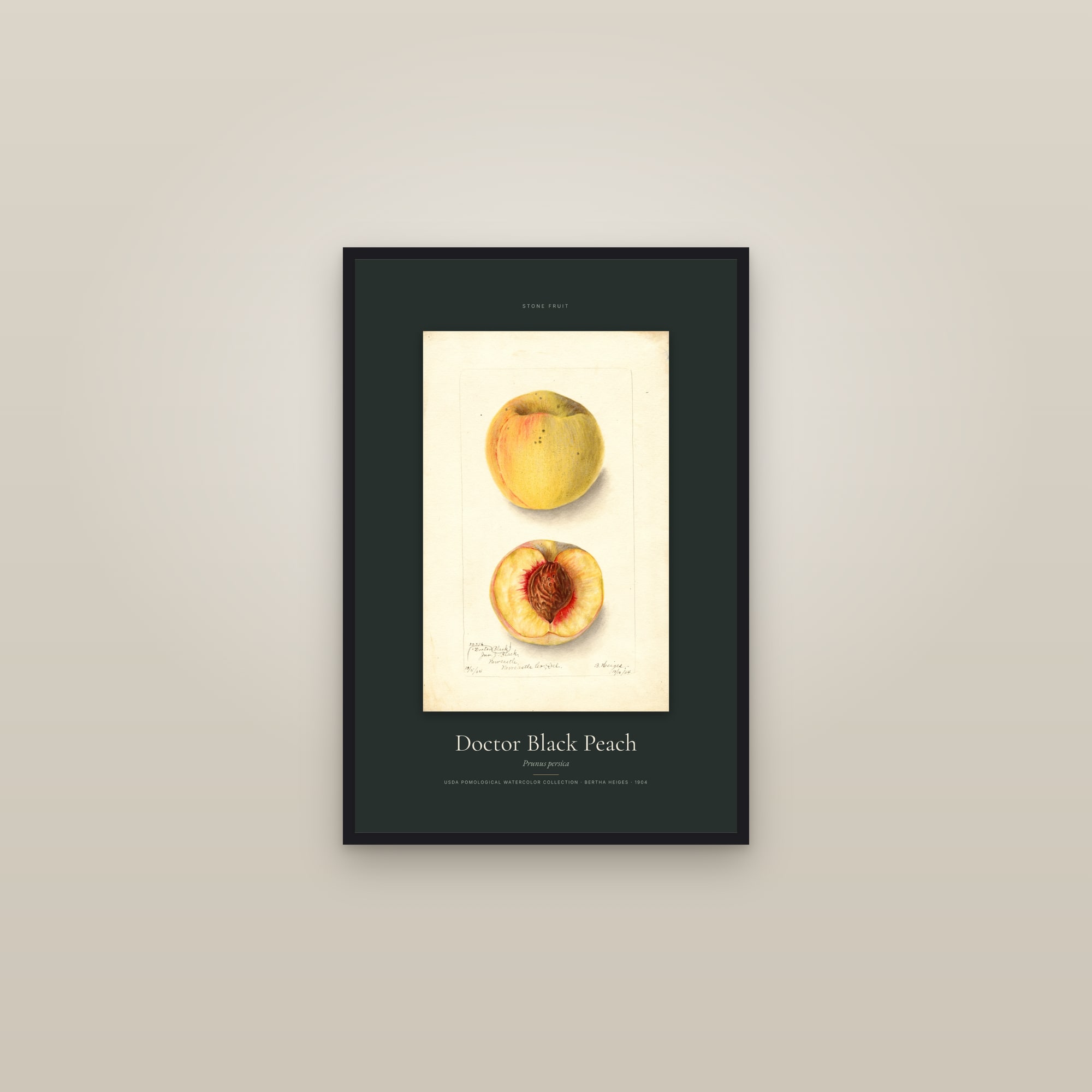 Doctor Black Peach — Specimen — framed in a gallery setting