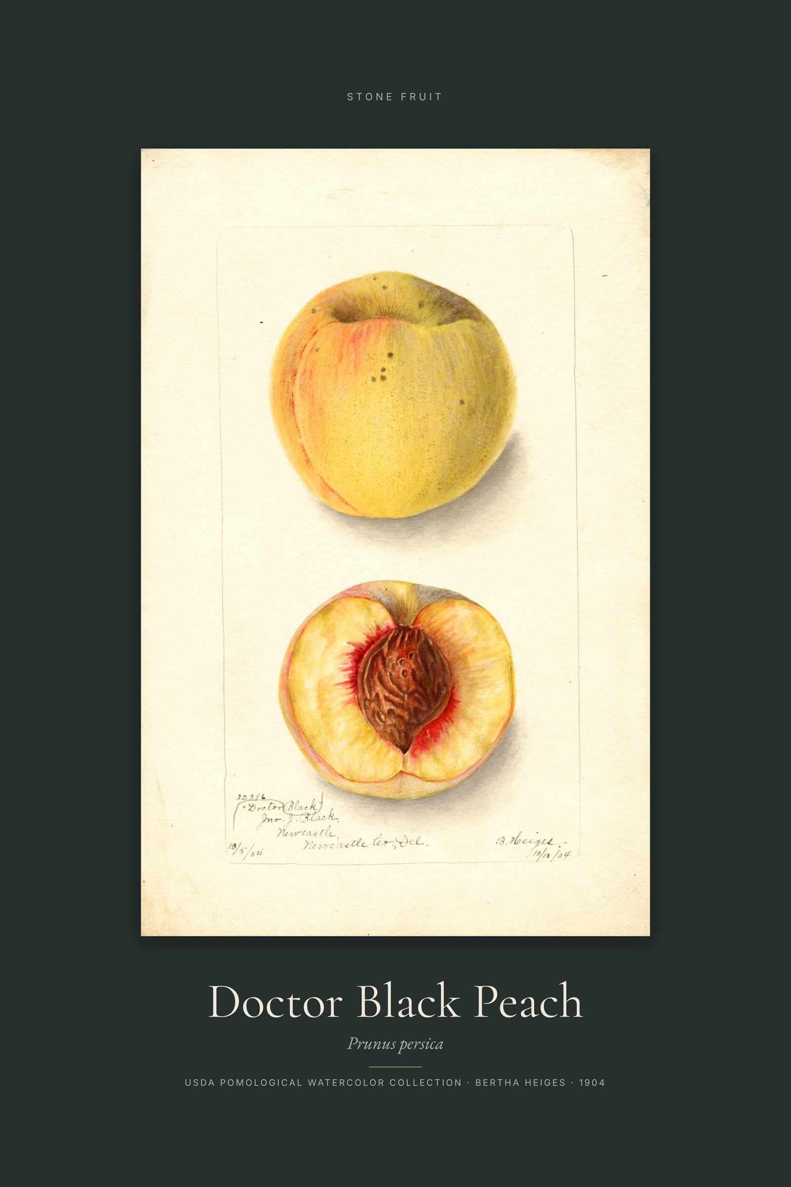 Doctor Black Peach — Specimen