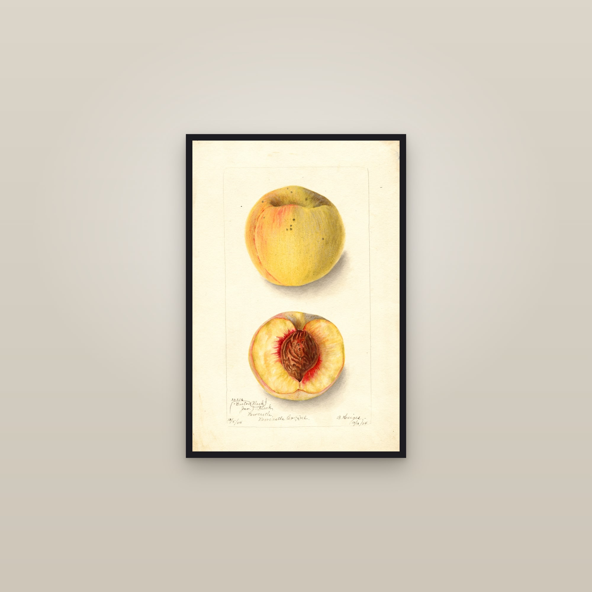 Doctor Black Peach — framed in a gallery setting