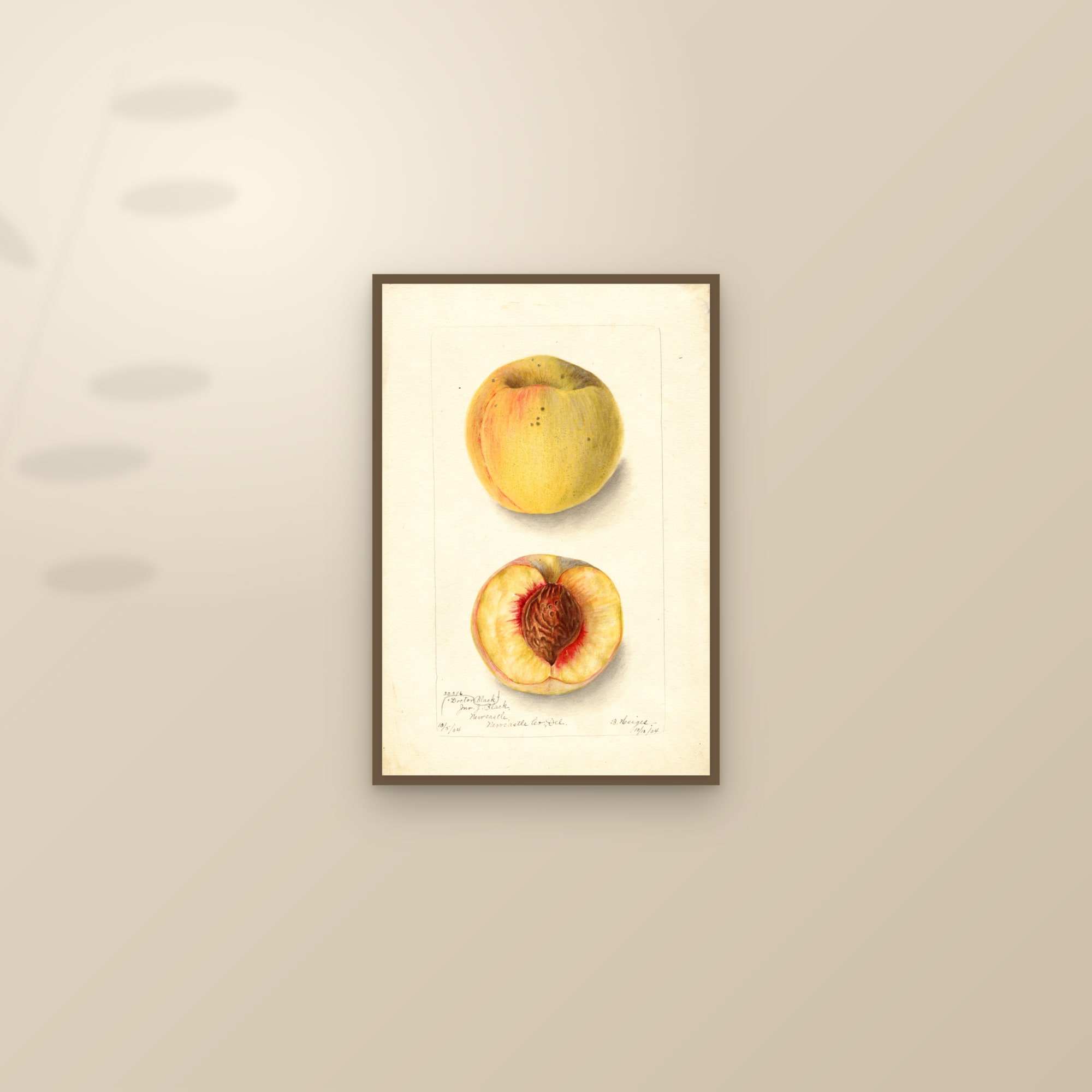 Doctor Black Peach — framed and styled on a sunlit wall