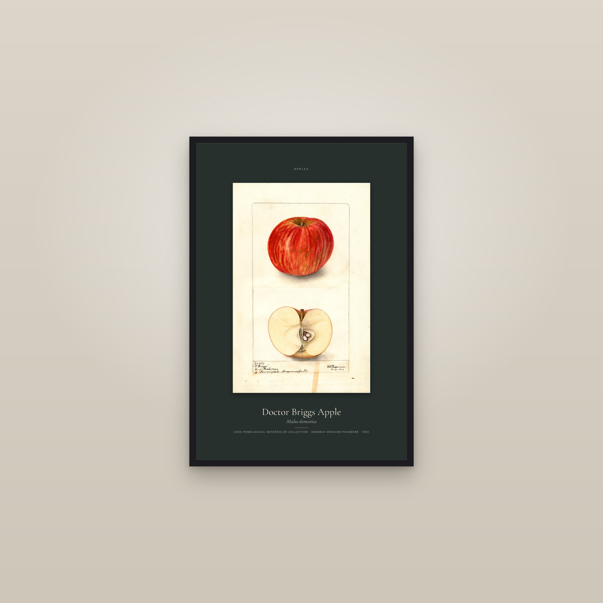 Doctor Briggs Apple — Specimen — framed in a gallery setting
