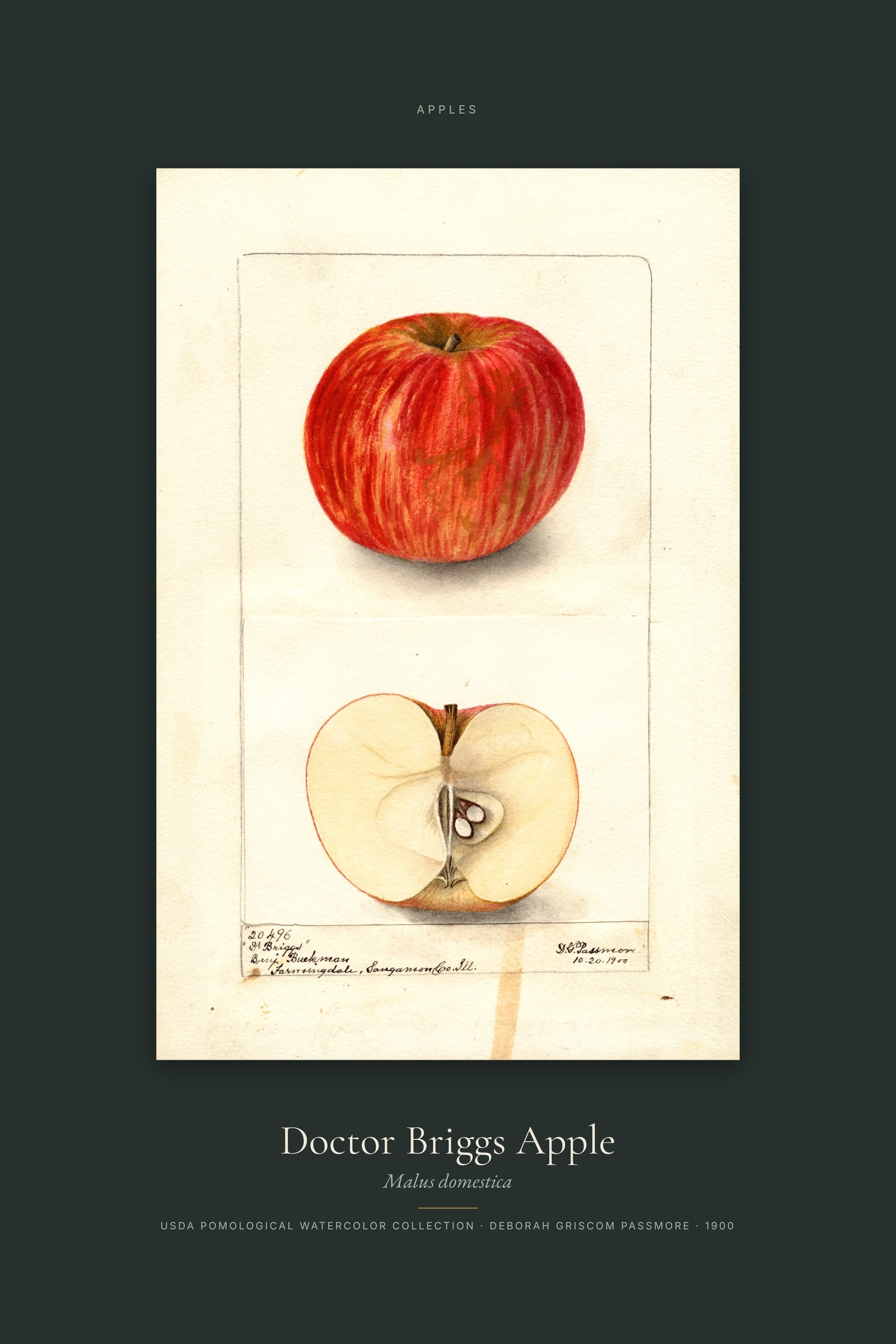 Doctor Briggs Apple — Specimen