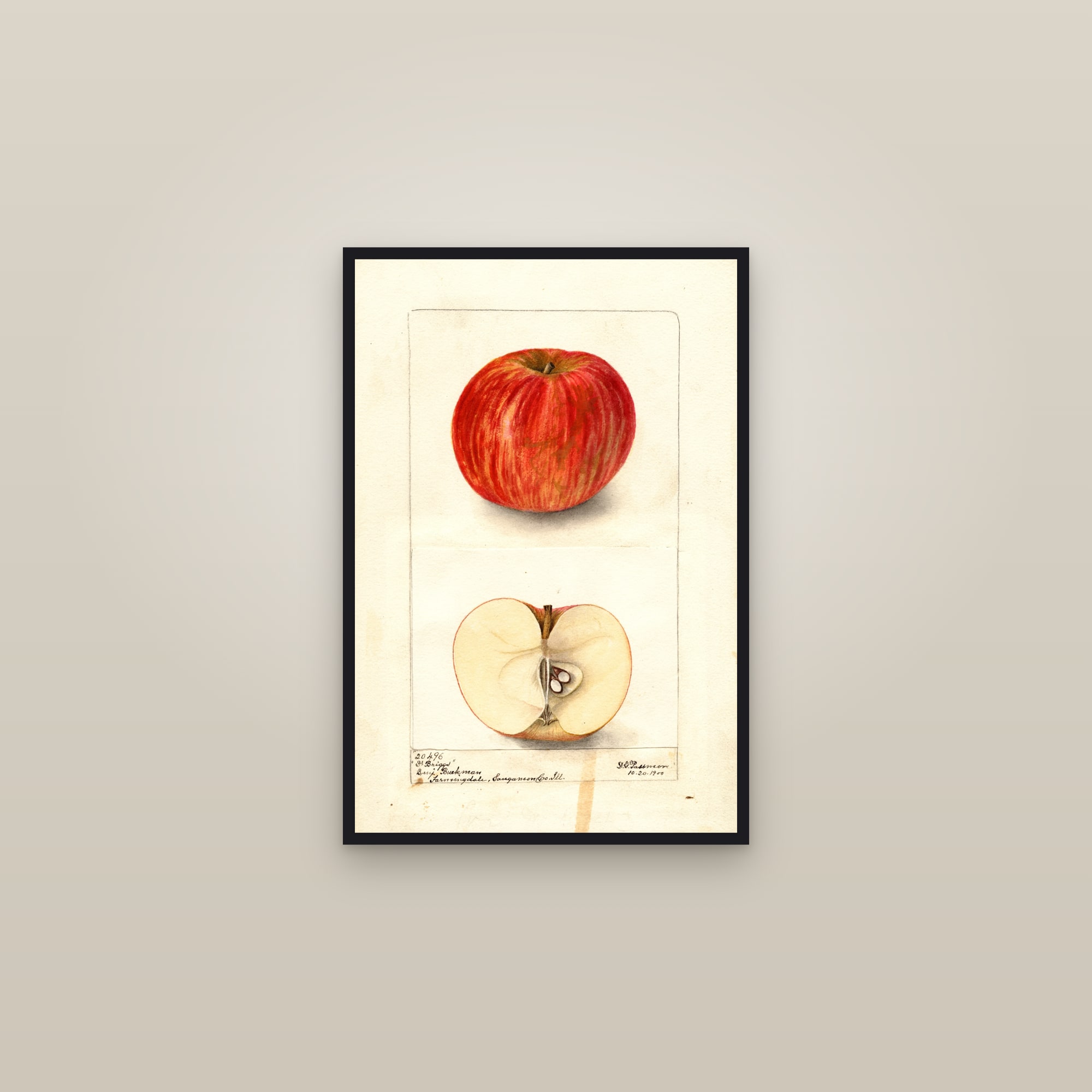Doctor Briggs Apple — framed in a gallery setting