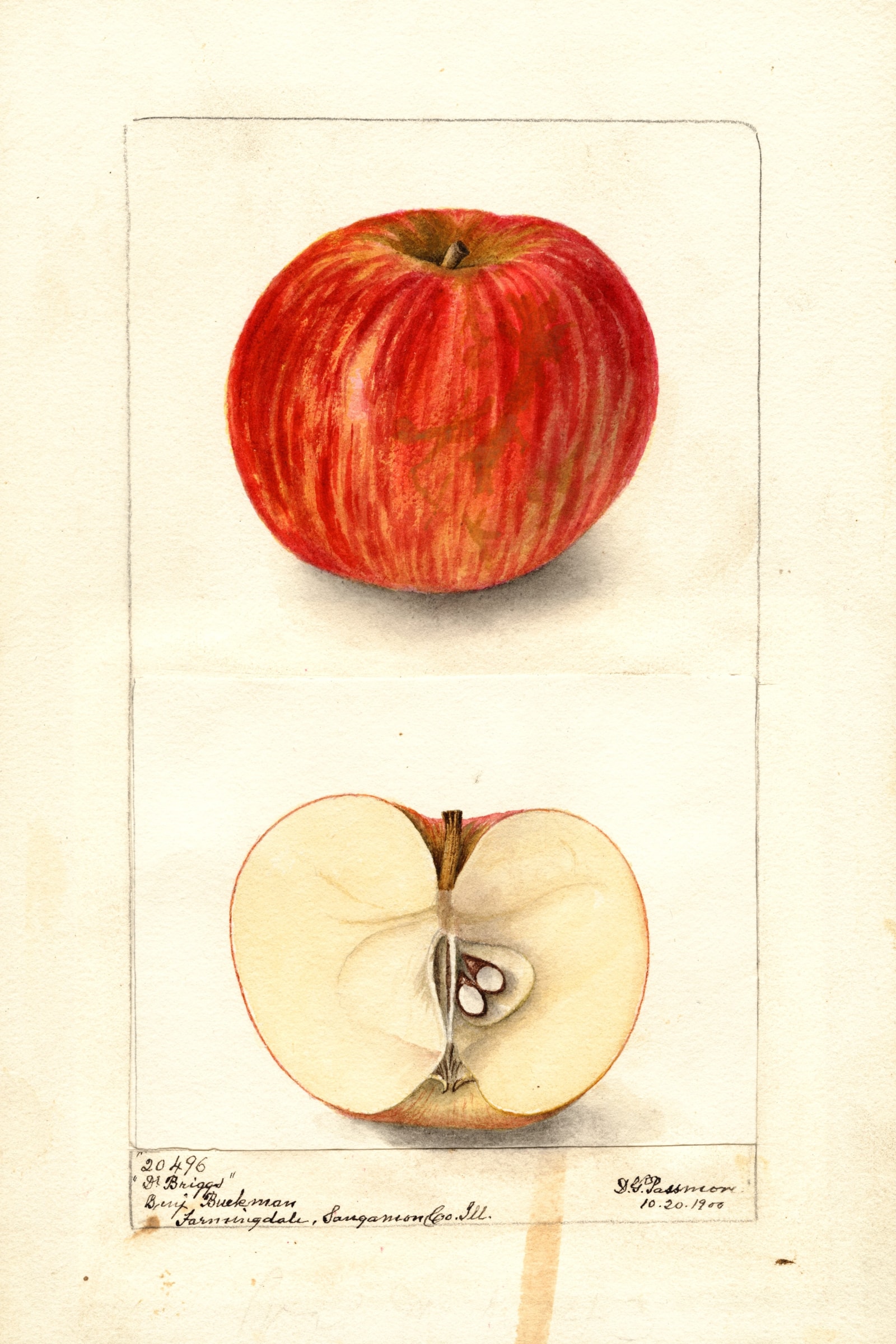 Doctor Briggs Apple
