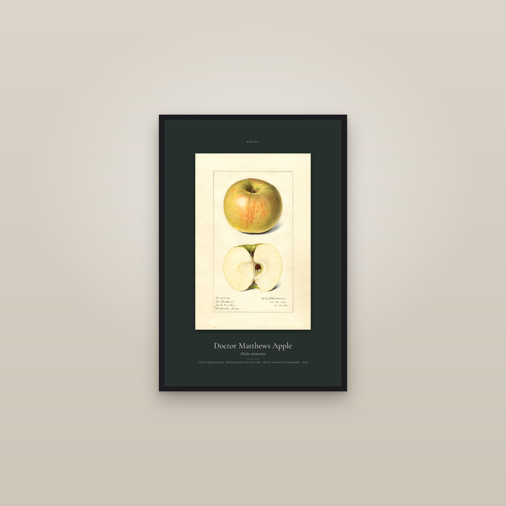 Doctor Matthews Apple — Specimen — framed in a gallery setting