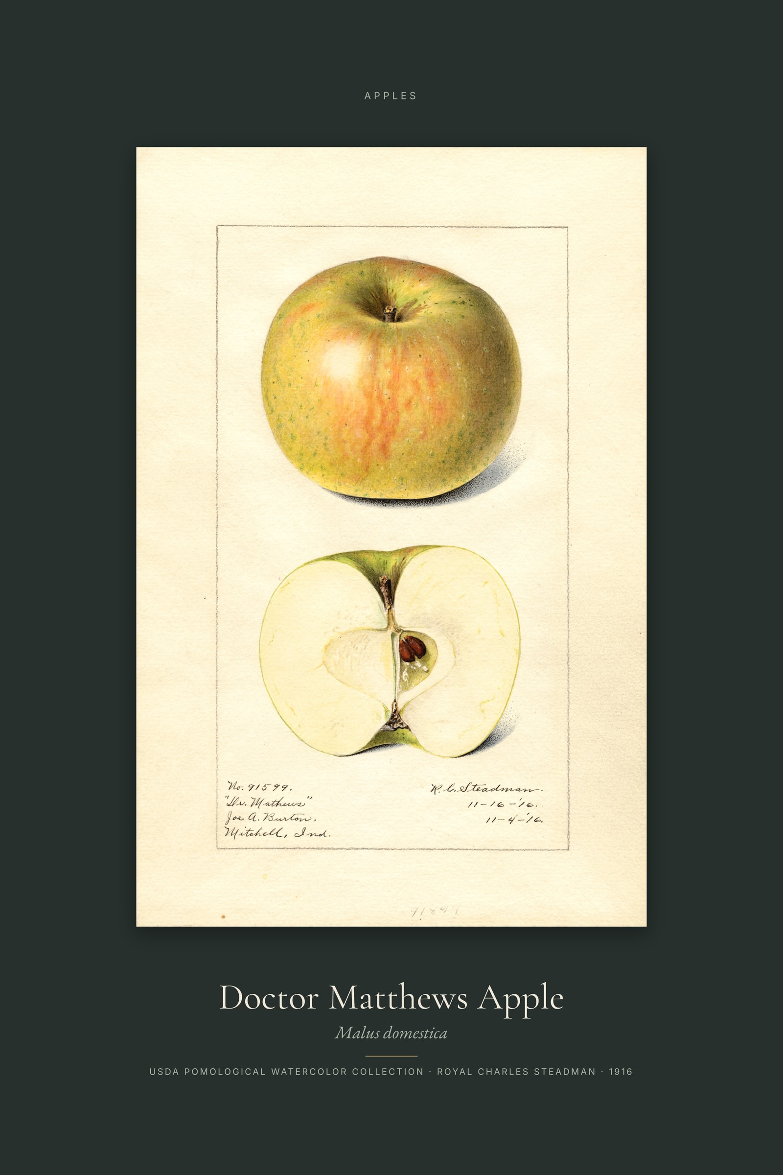 Doctor Matthews Apple — Specimen
