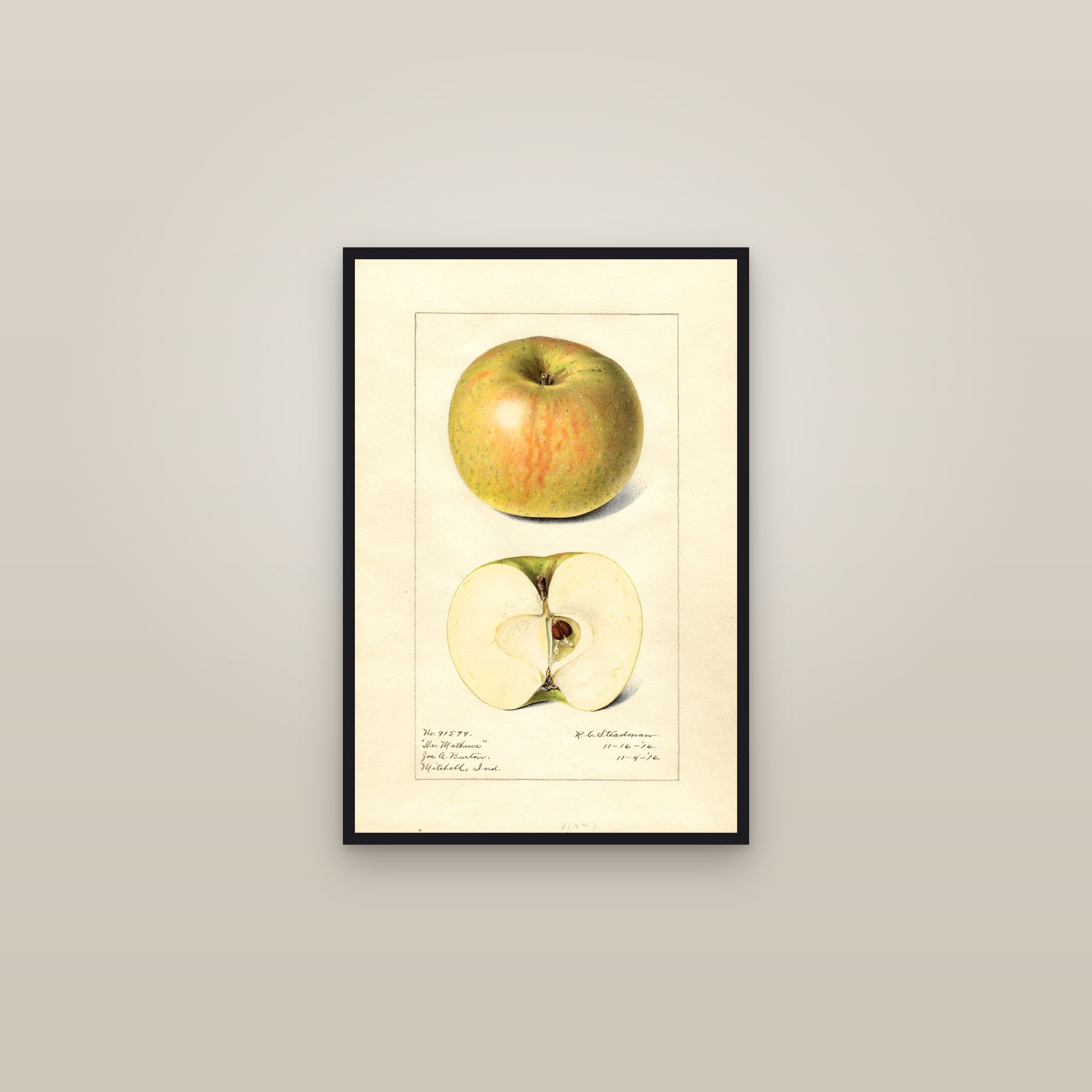 Doctor Matthews Apple — framed in a gallery setting