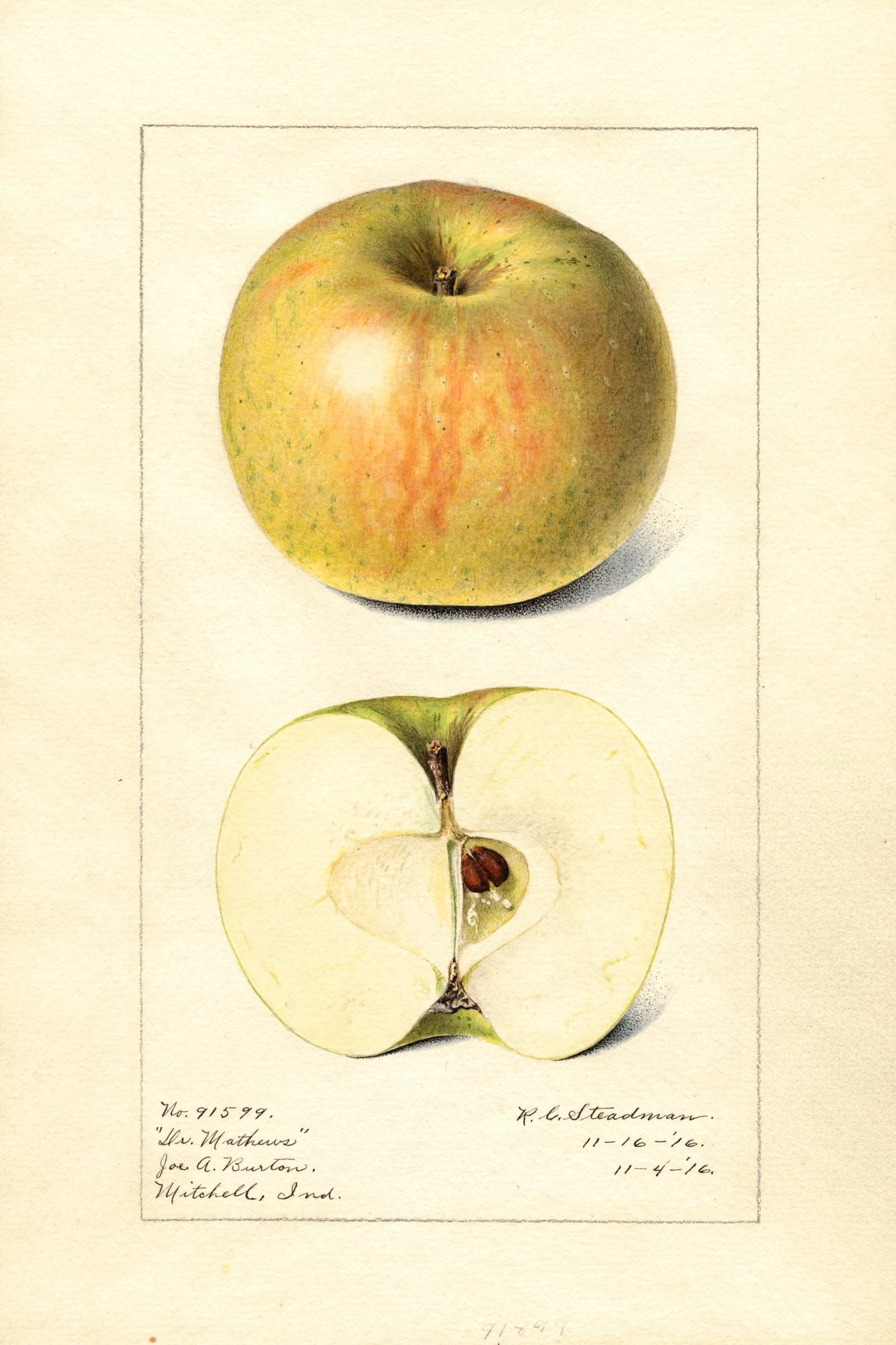 Doctor Matthews Apple