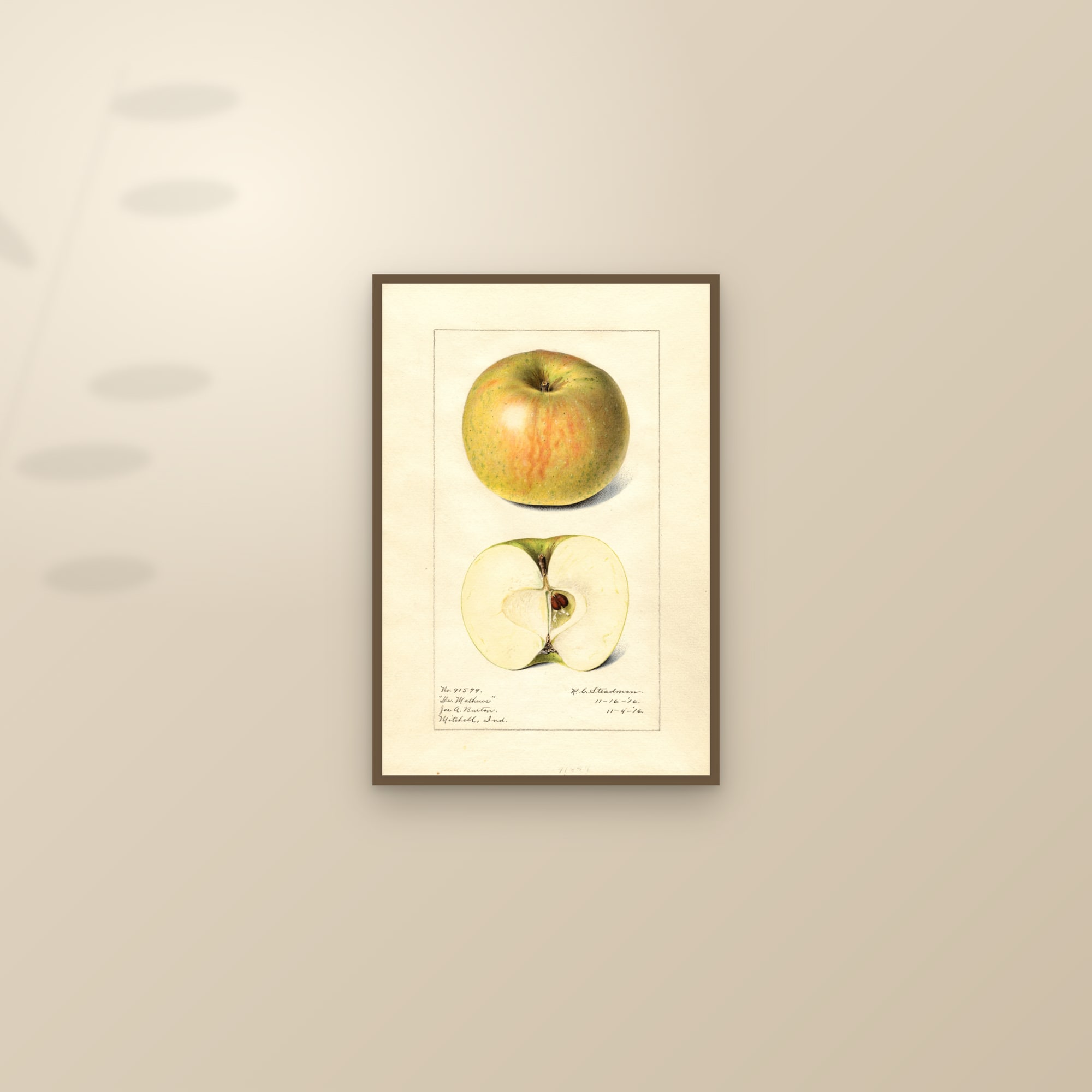 Doctor Matthews Apple — framed and styled on a sunlit wall