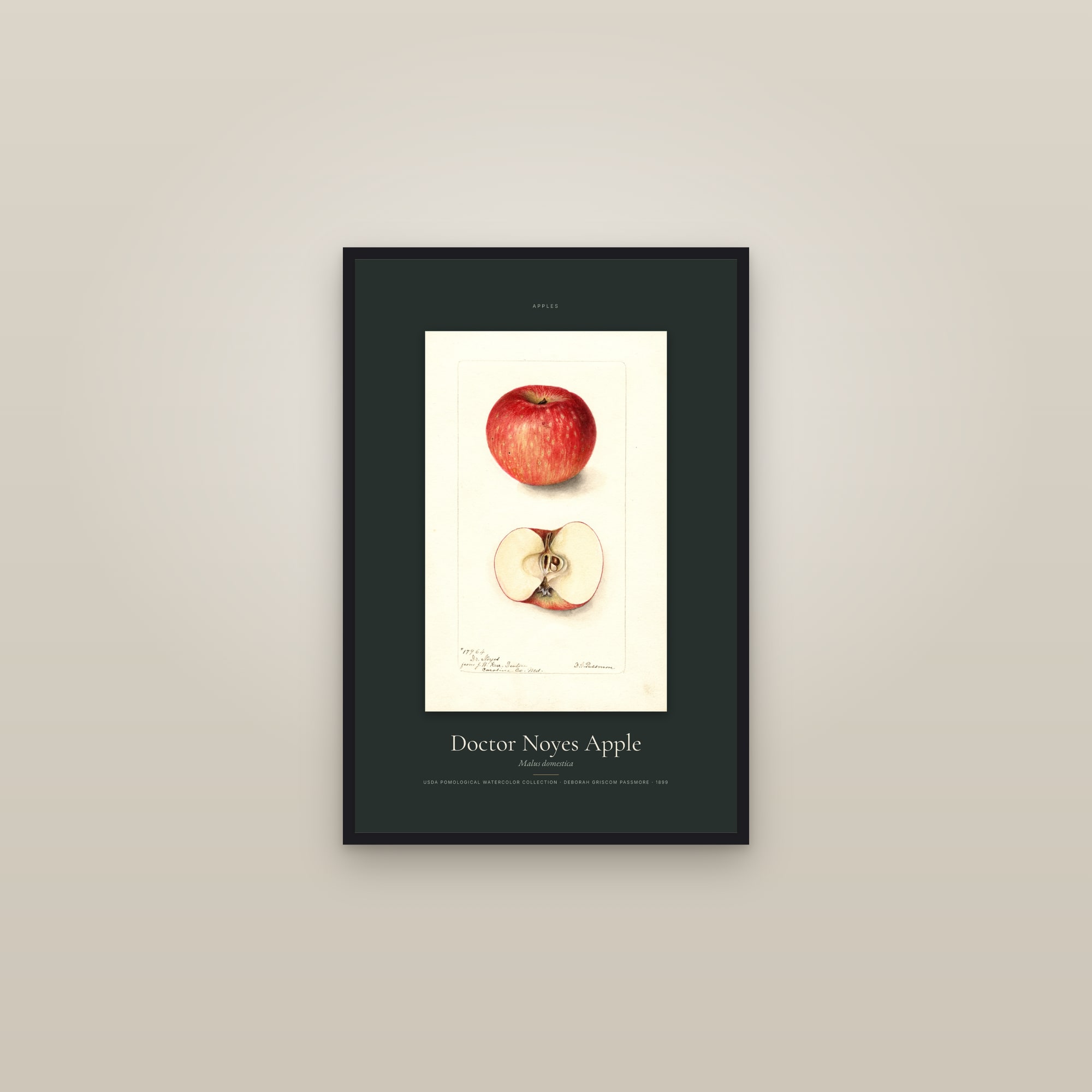 Doctor Noyes Apple — Specimen — framed in a gallery setting