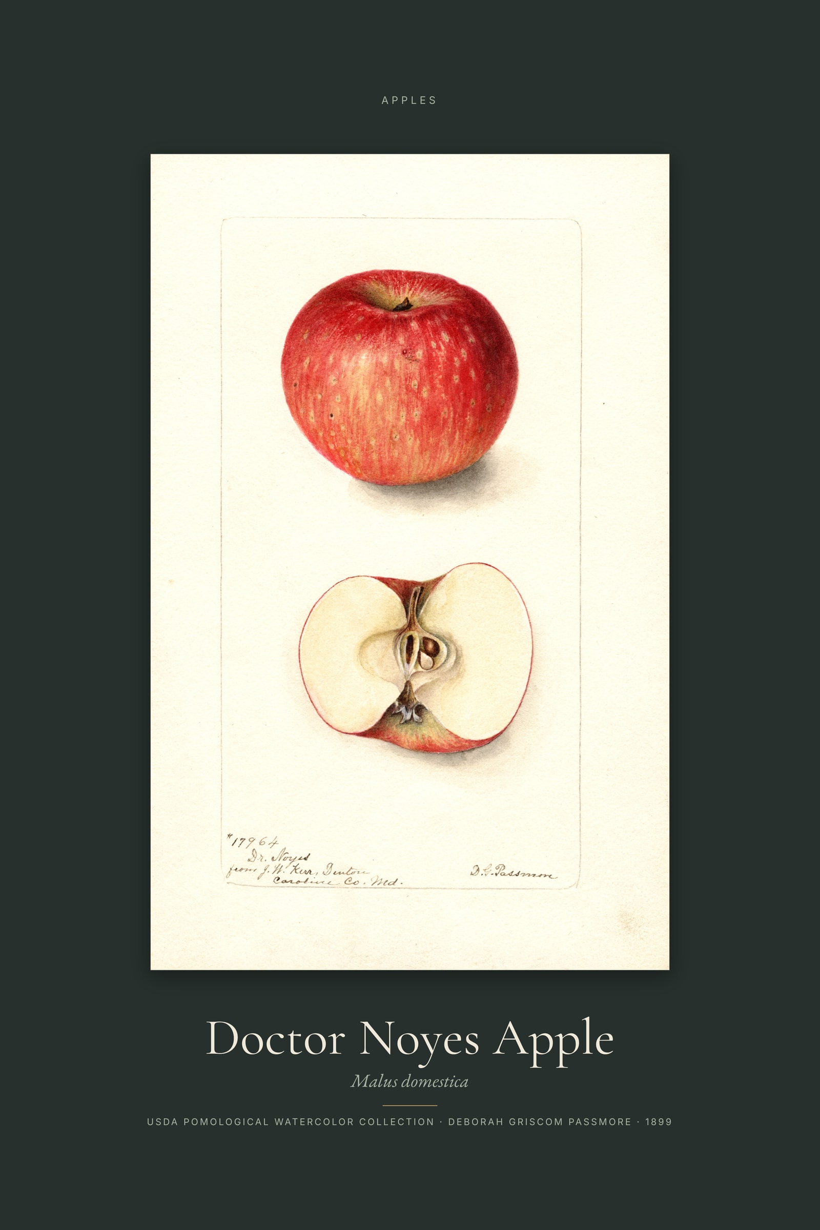 Doctor Noyes Apple — Specimen
