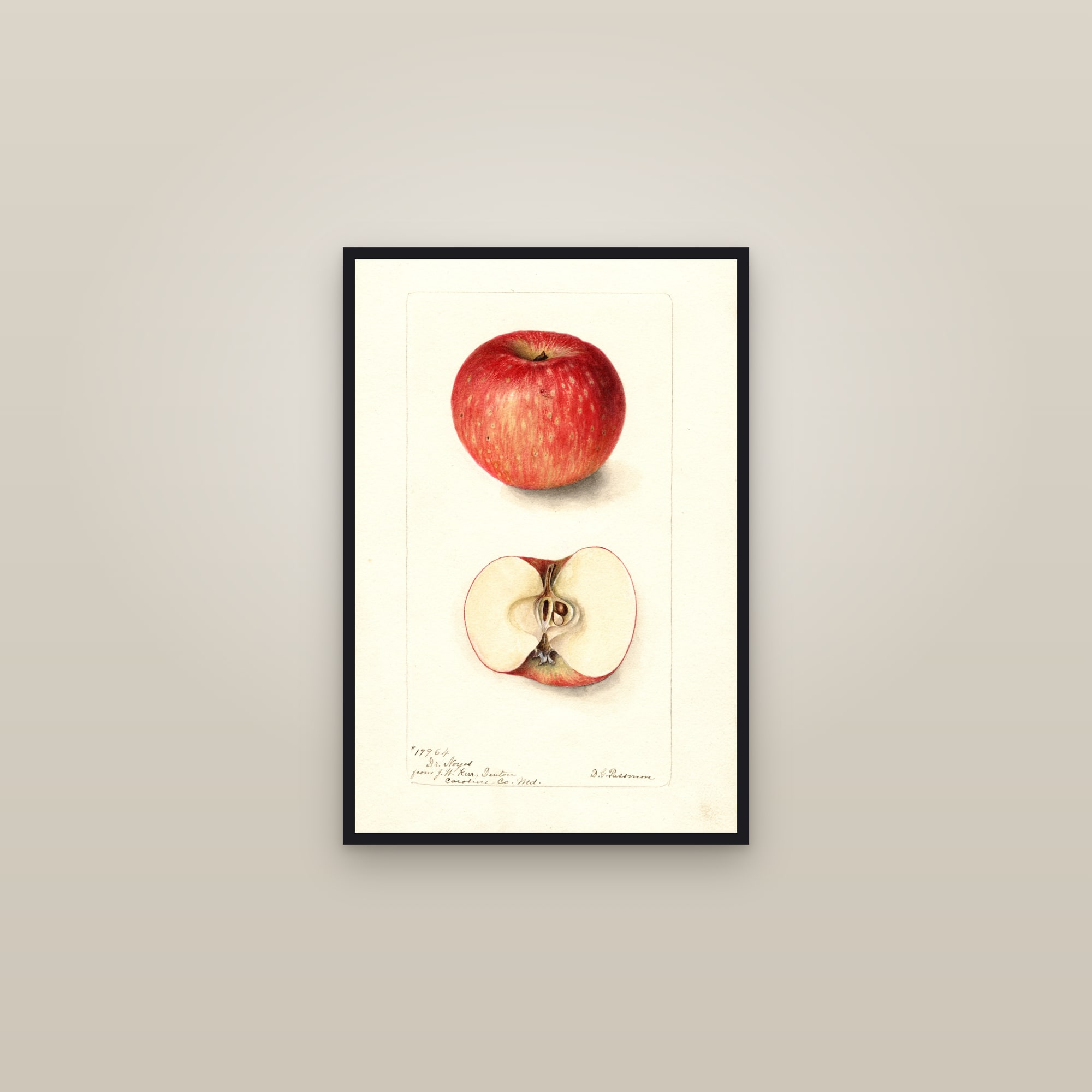Doctor Noyes Apple — framed in a gallery setting