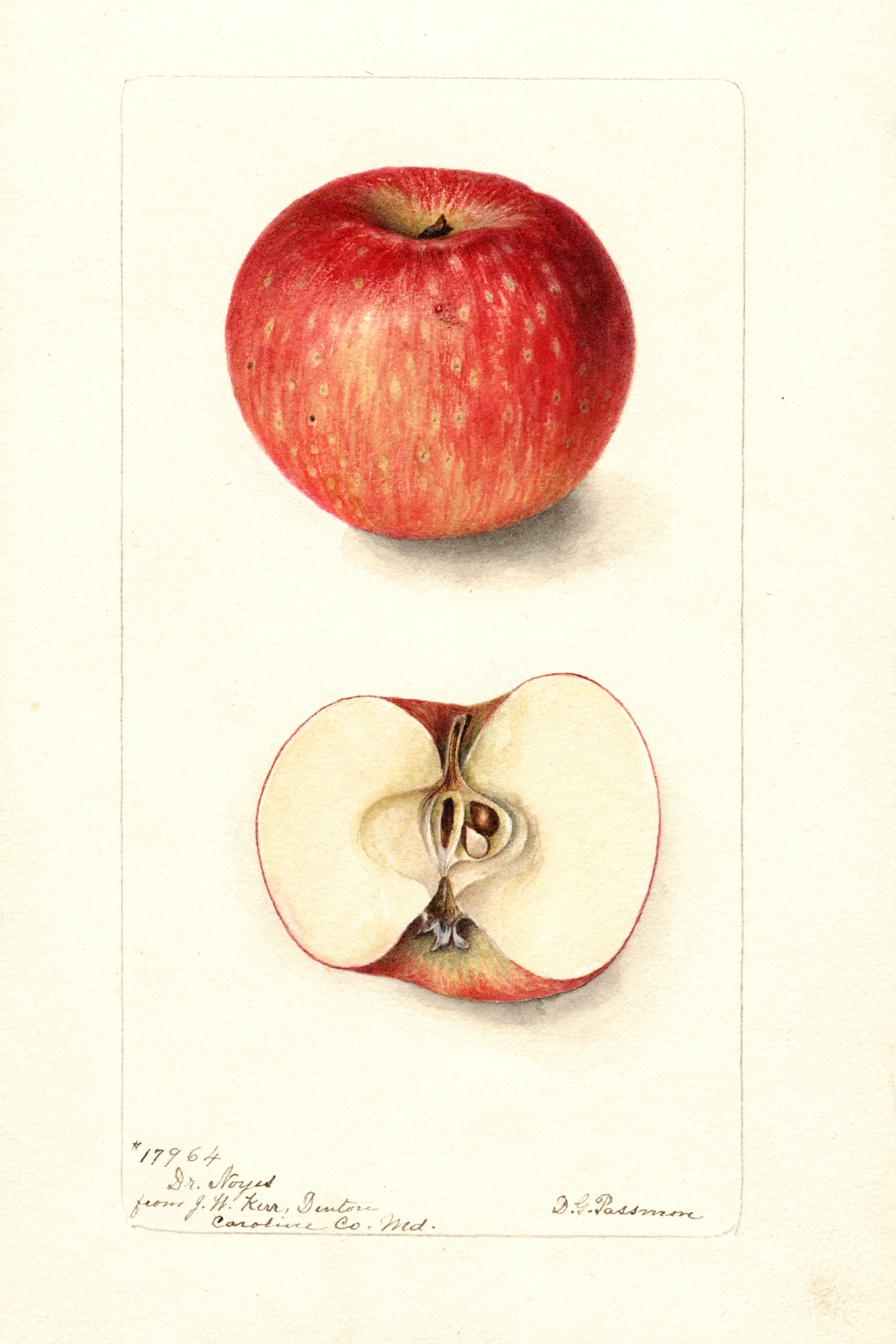Doctor Noyes Apple