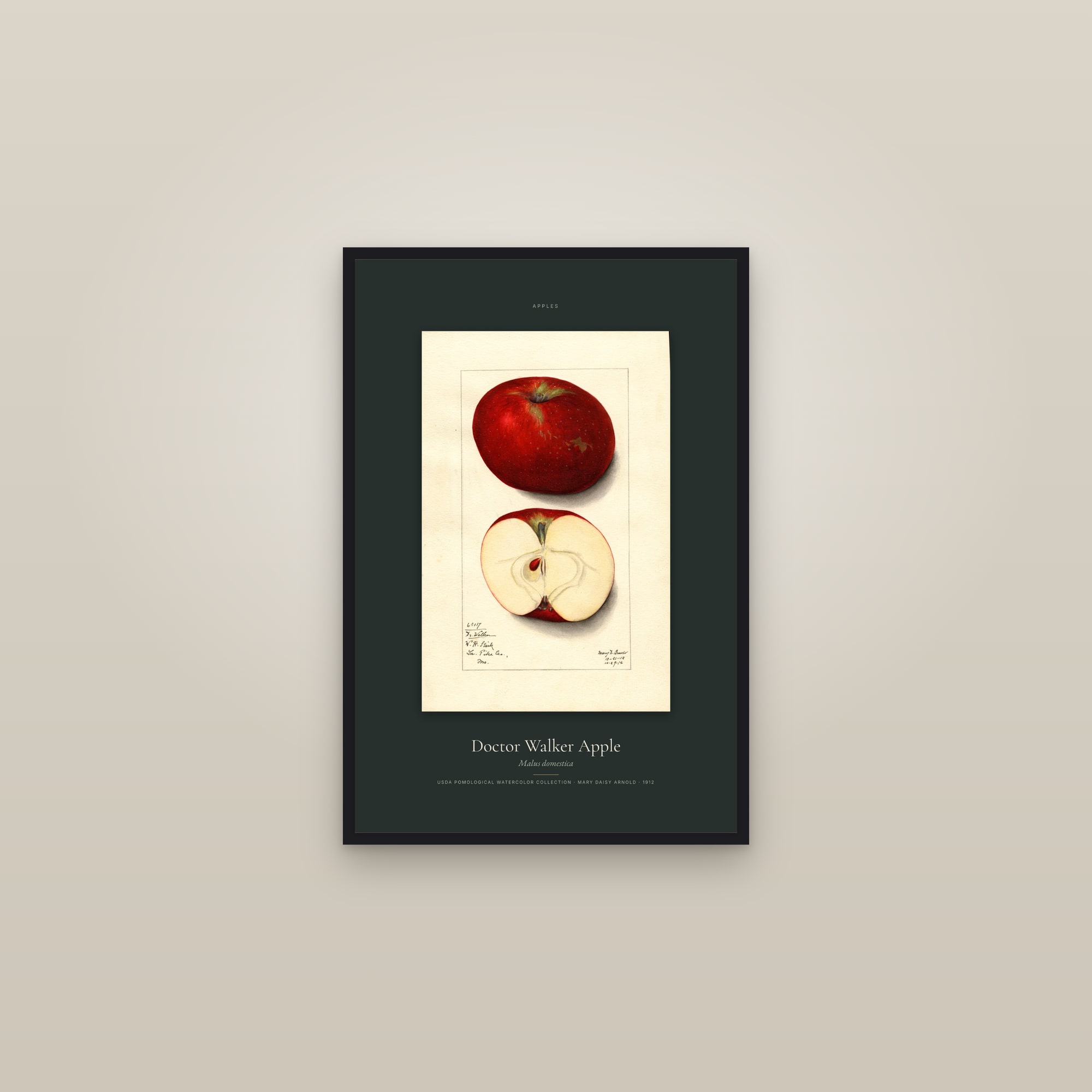 Doctor Walker Apple — Specimen — framed in a gallery setting