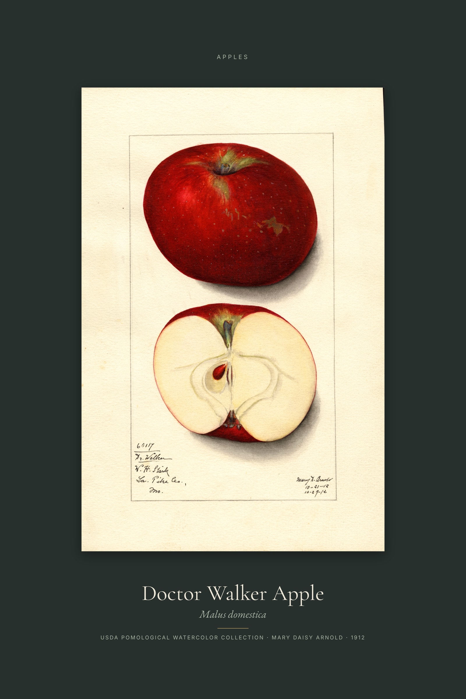 Doctor Walker Apple — Specimen