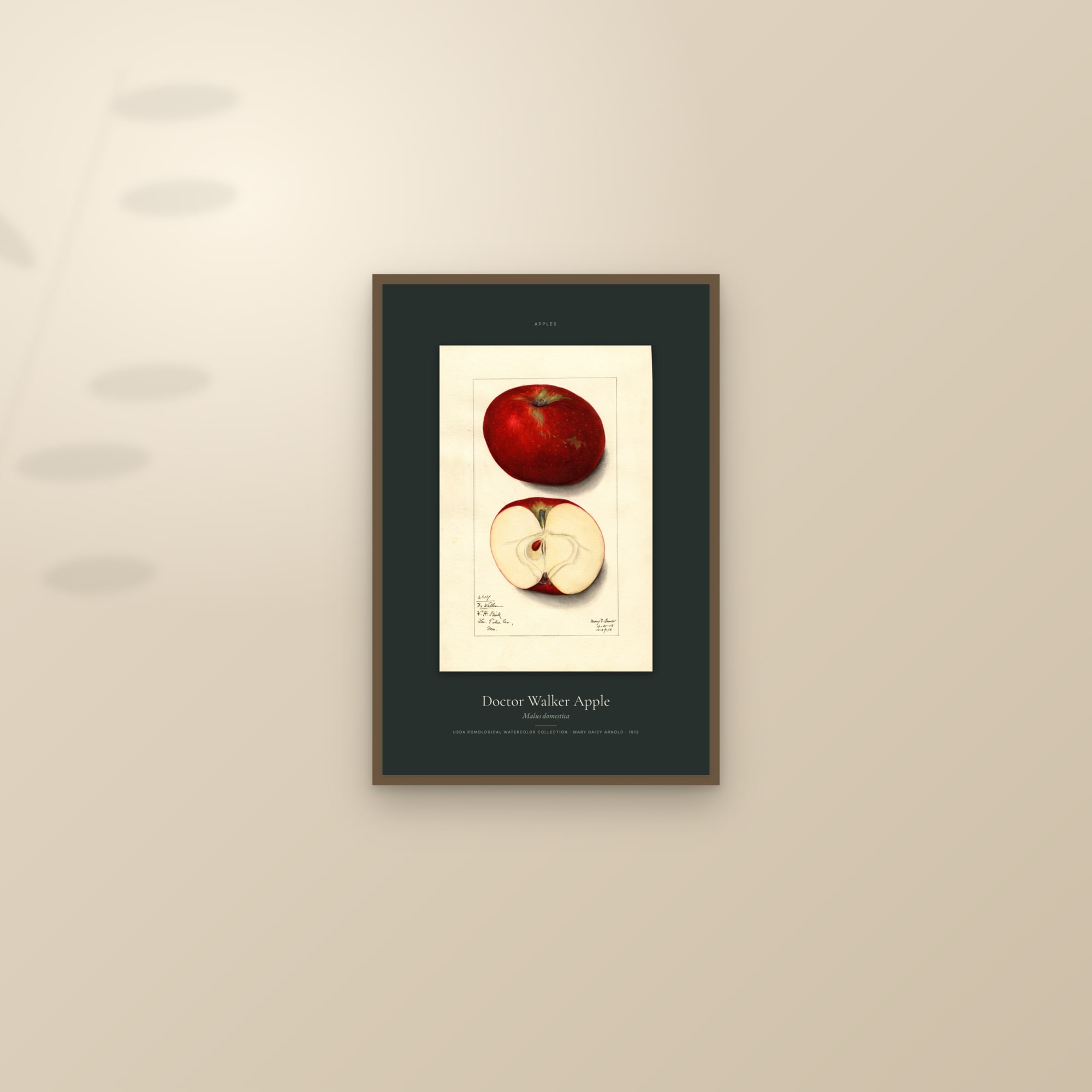 Doctor Walker Apple — Specimen — framed and styled on a sunlit wall