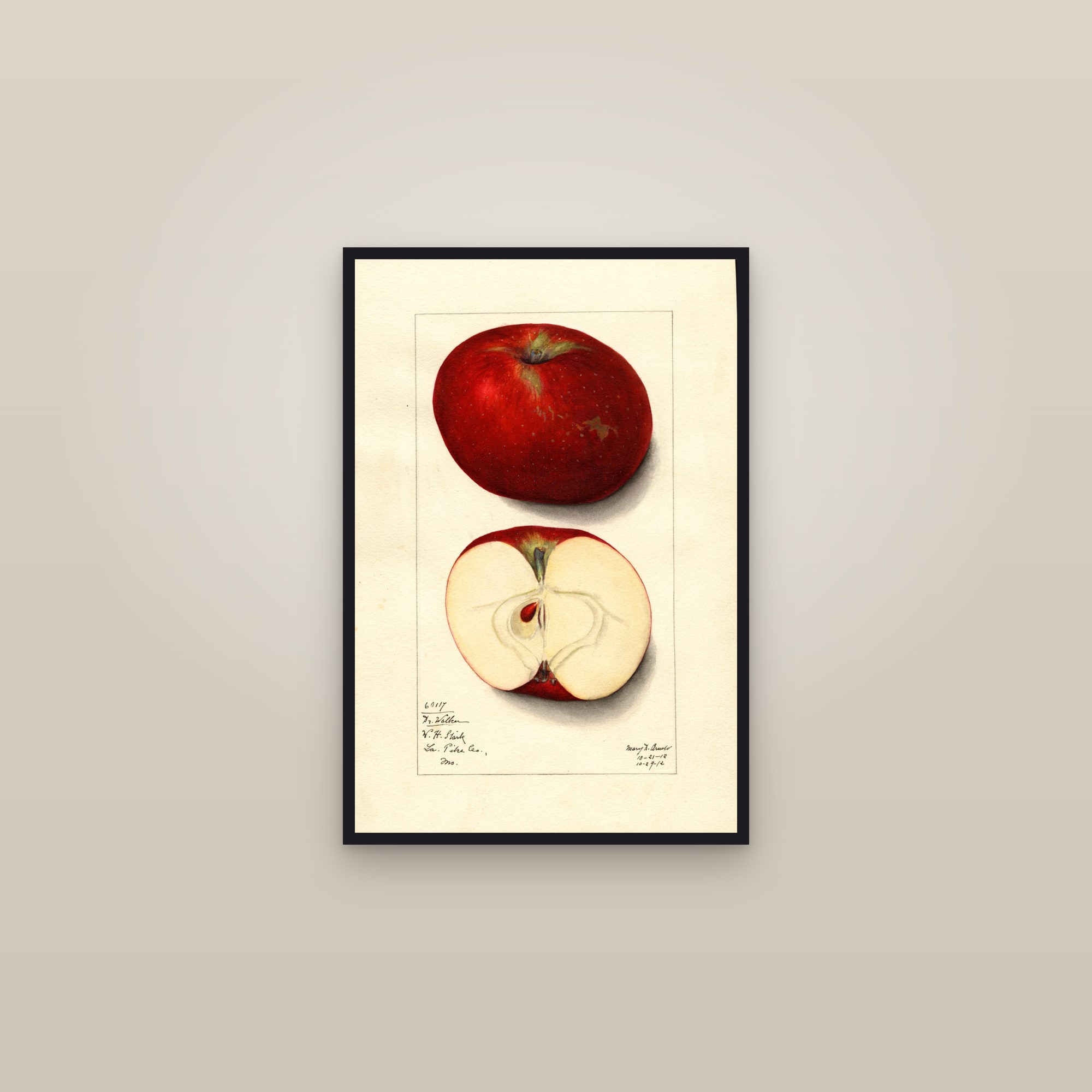 Doctor Walker Apple — framed in a gallery setting