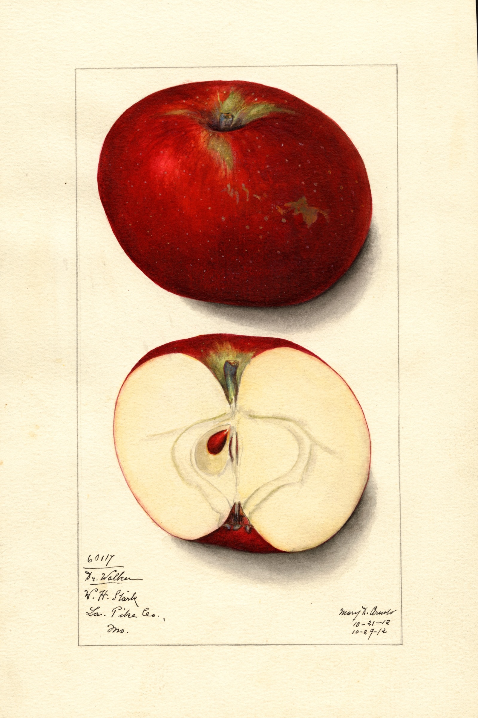 Doctor Walker Apple