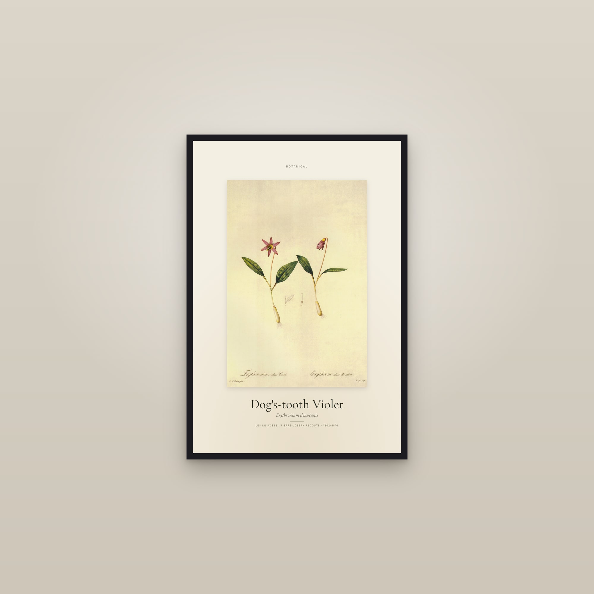 Dog's-tooth Violet — Specimen — framed in a gallery setting