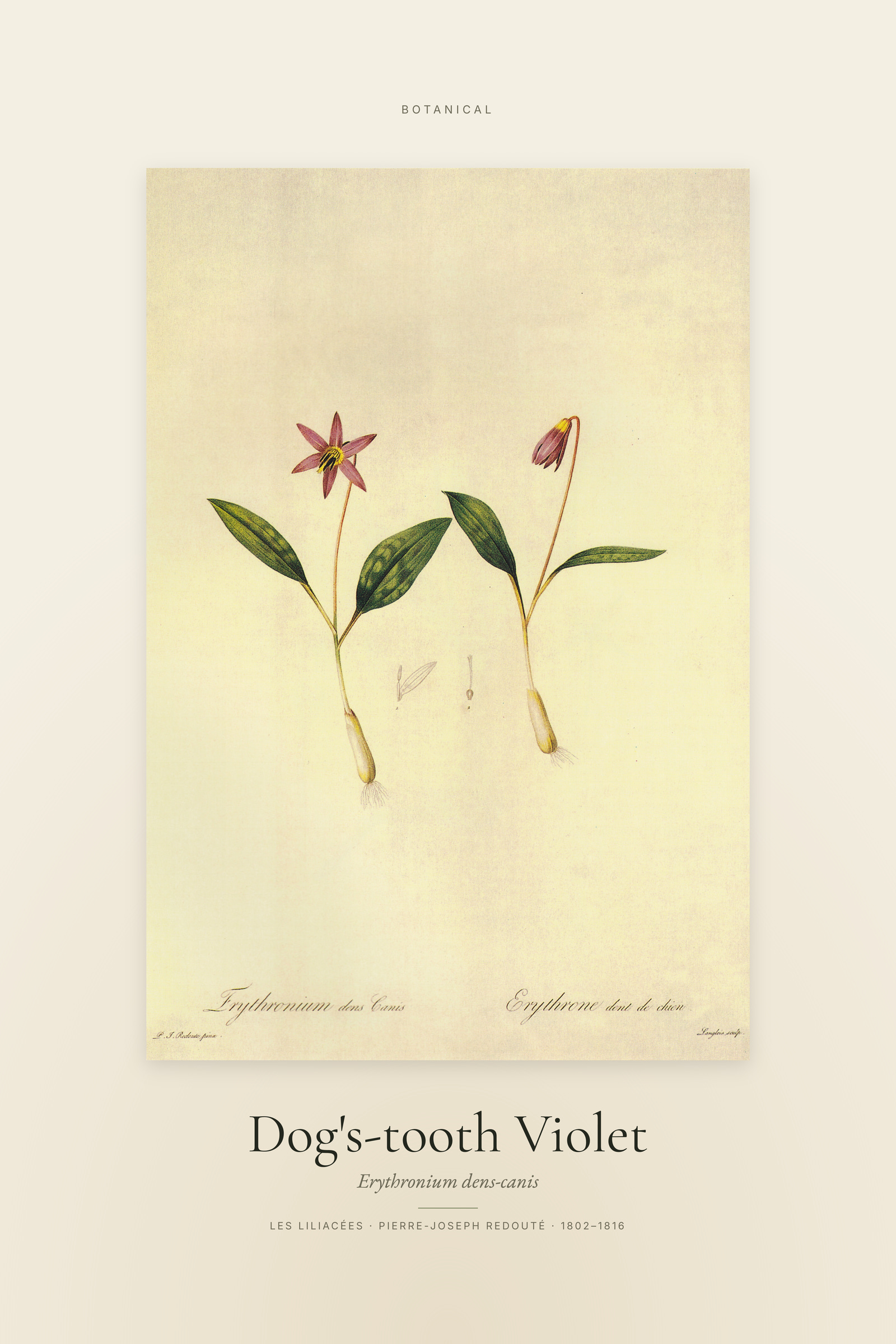 Dog's-tooth Violet — Specimen
