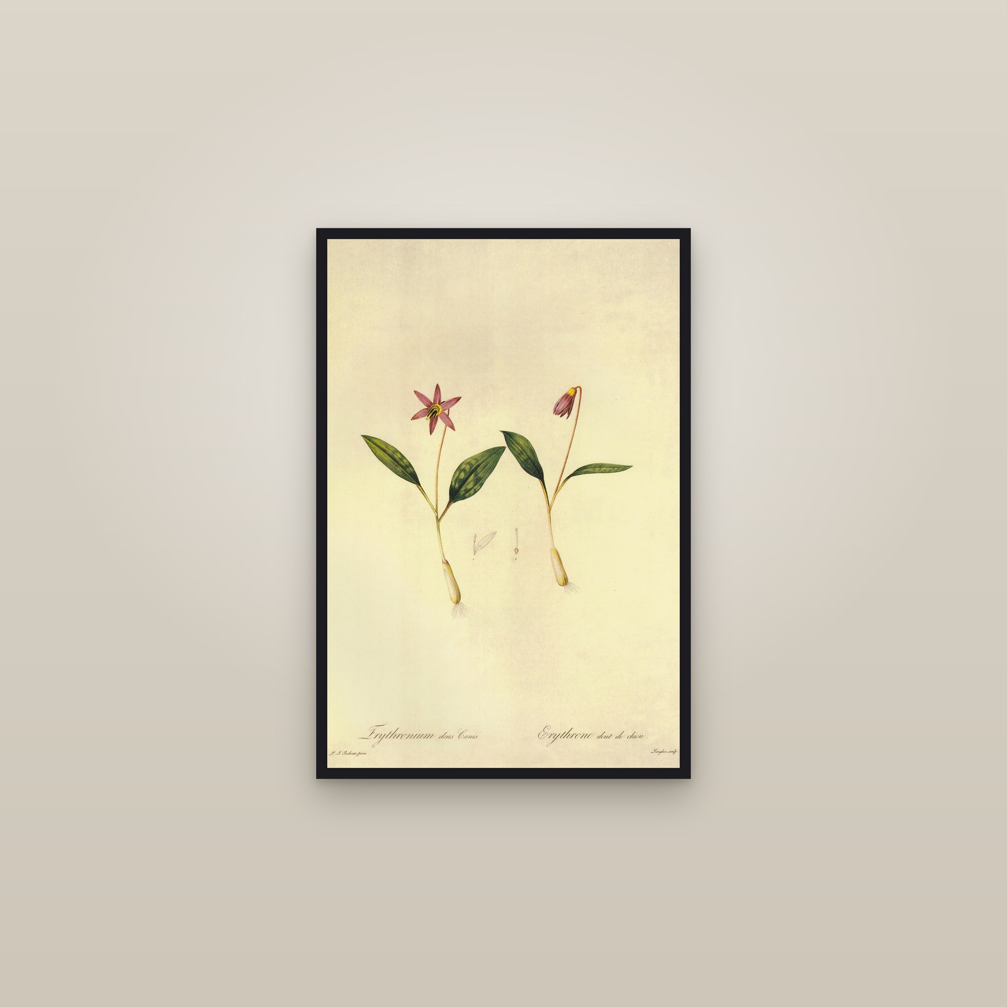 Dog's-tooth Violet — framed in a gallery setting