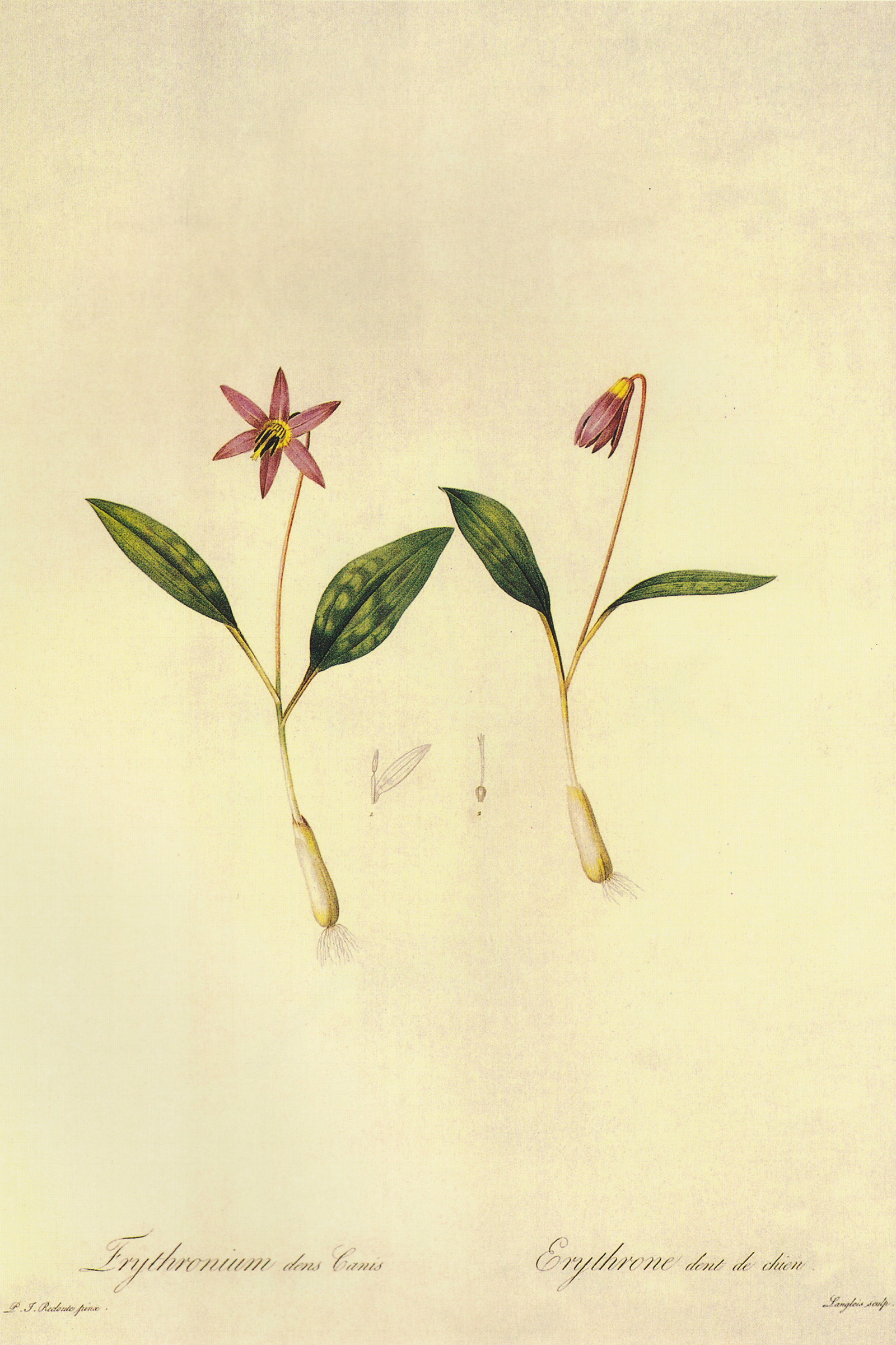 Dog's-tooth Violet