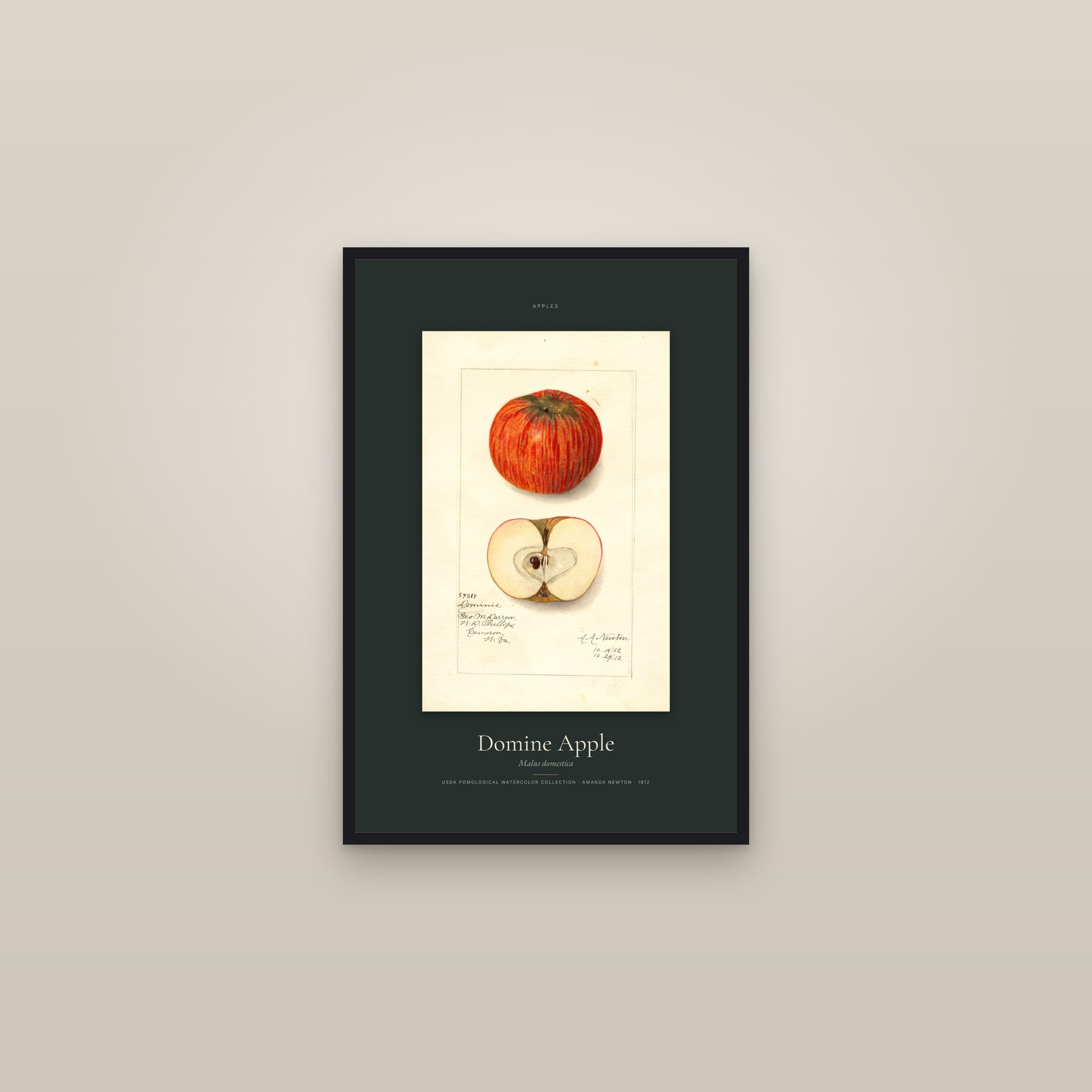 Domine Apple — Specimen — framed in a gallery setting