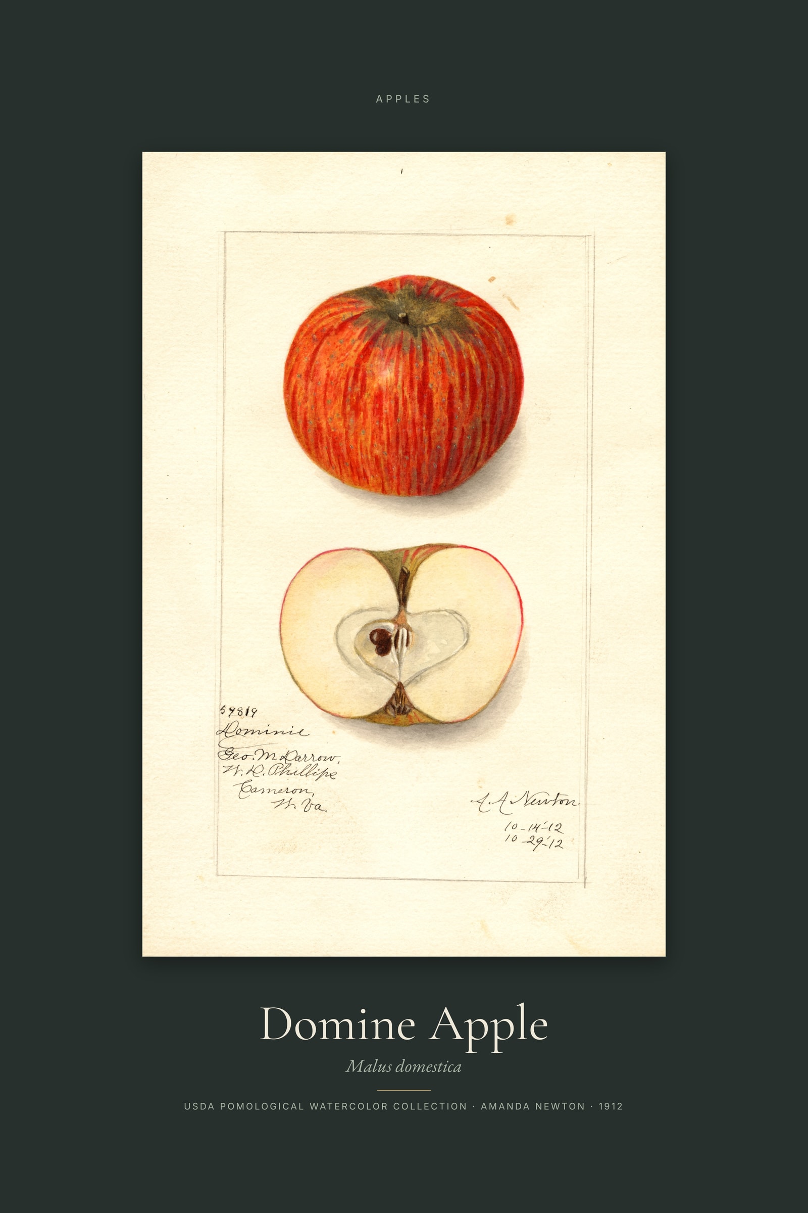 Domine Apple — Specimen