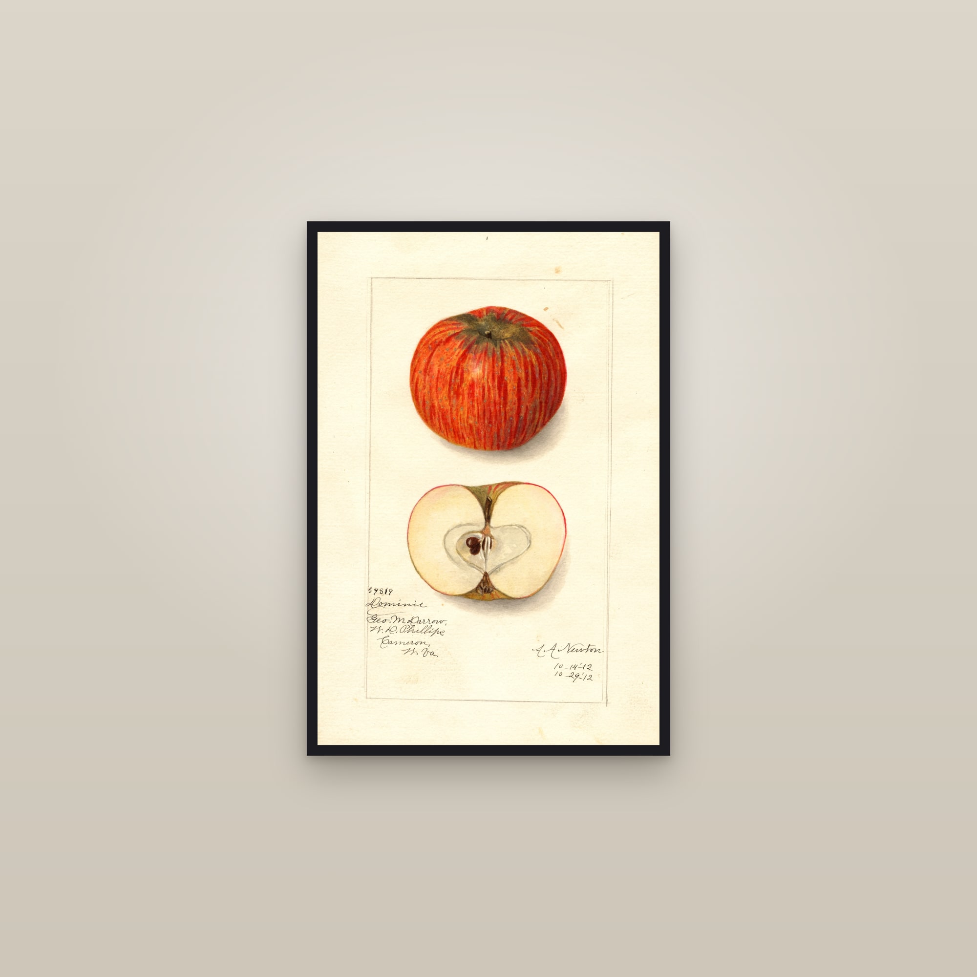Domine Apple — framed in a gallery setting