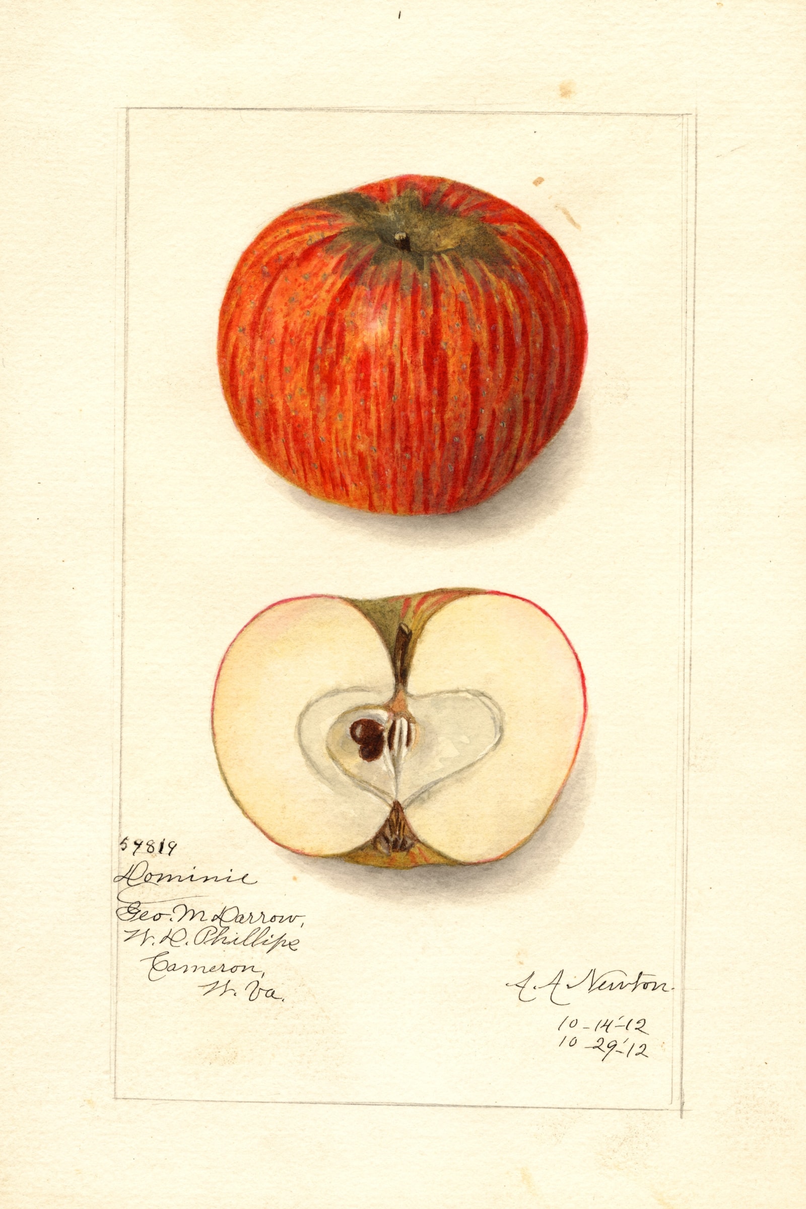 Domine Apple