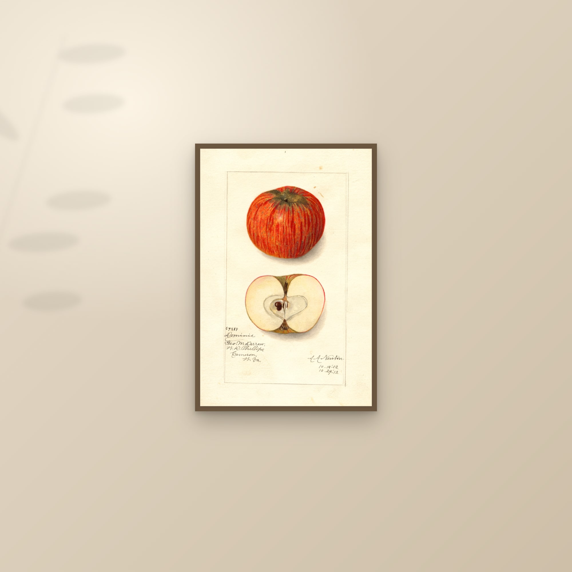 Domine Apple — framed and styled on a sunlit wall