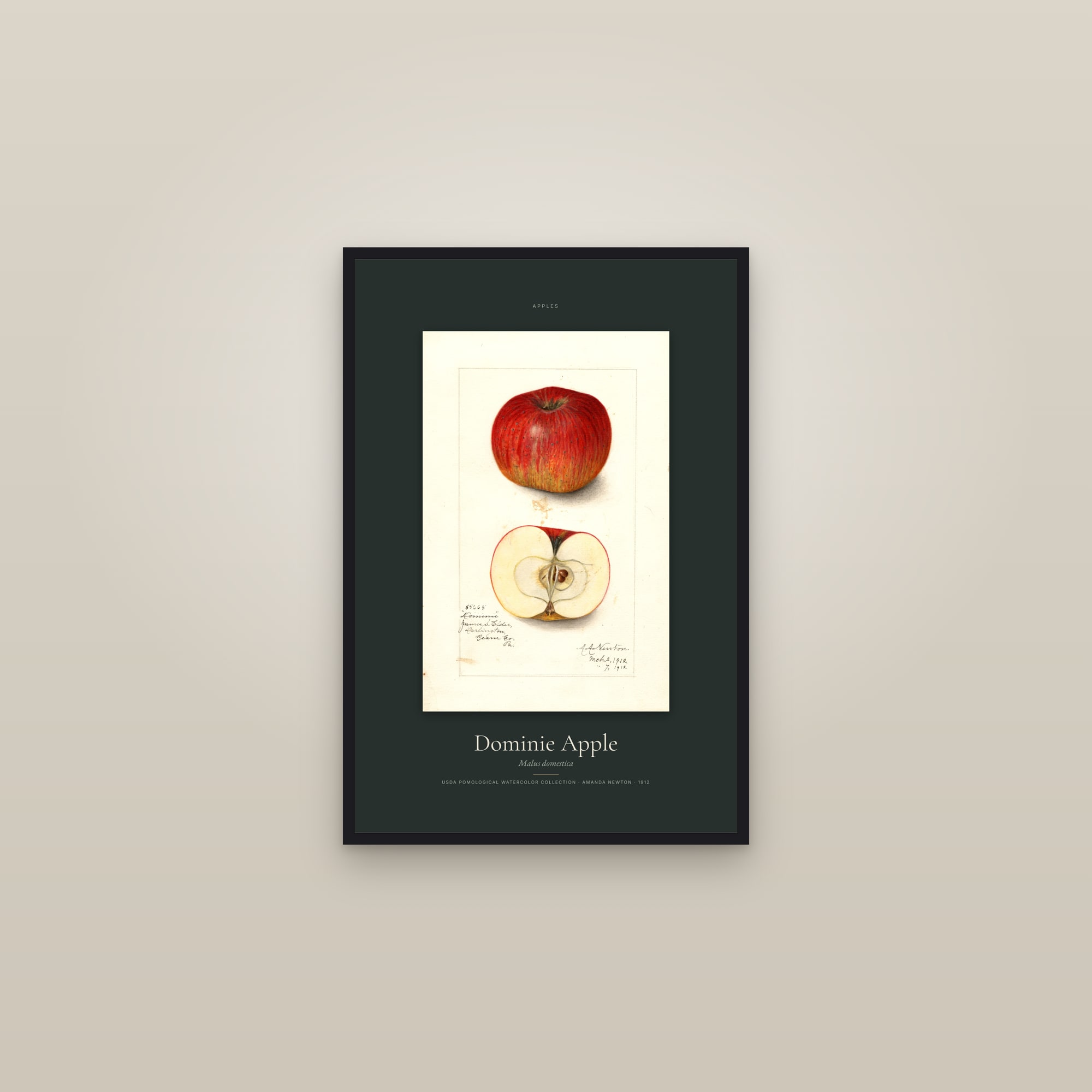 Dominie Apple — Specimen — framed in a gallery setting