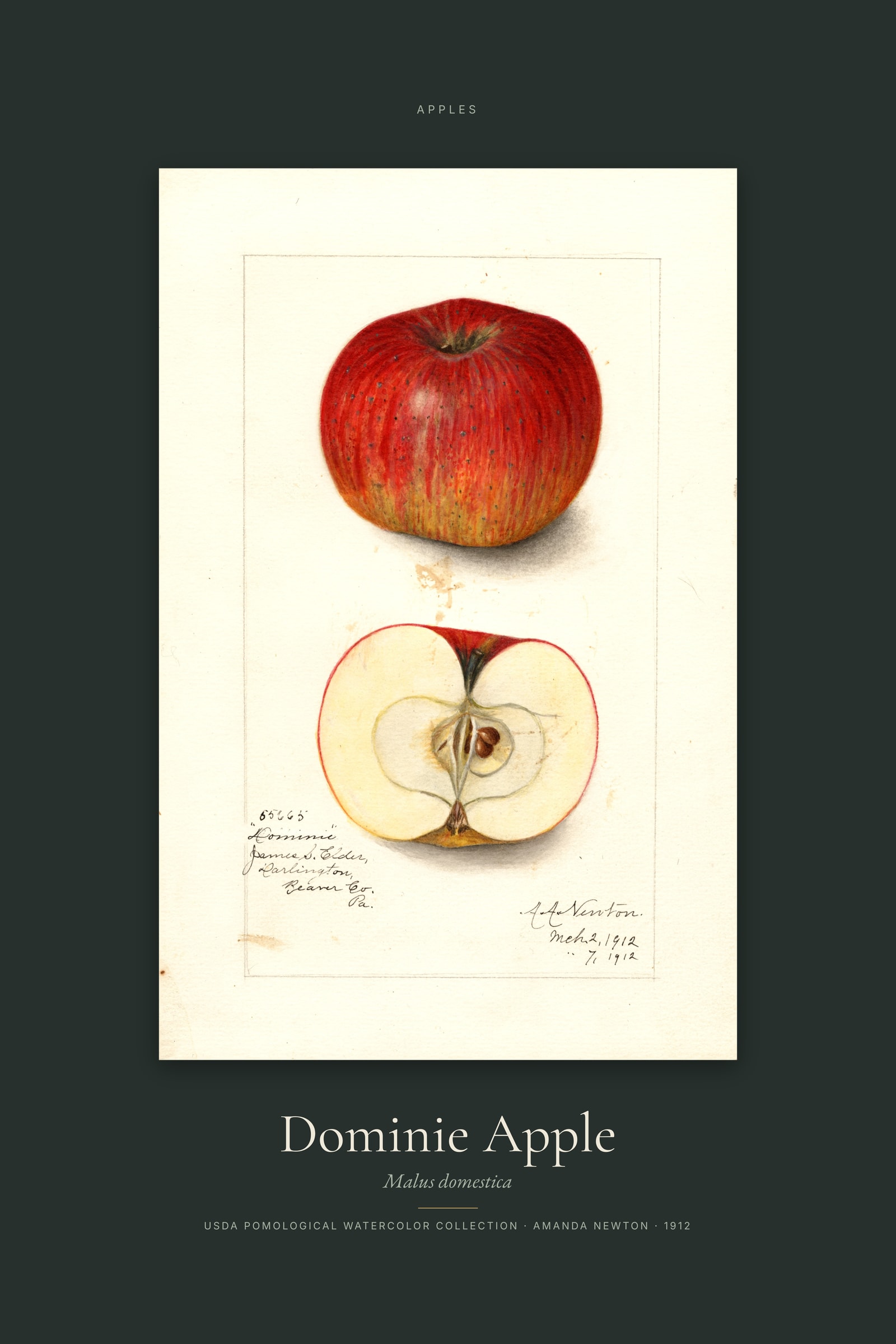 Dominie Apple — Specimen