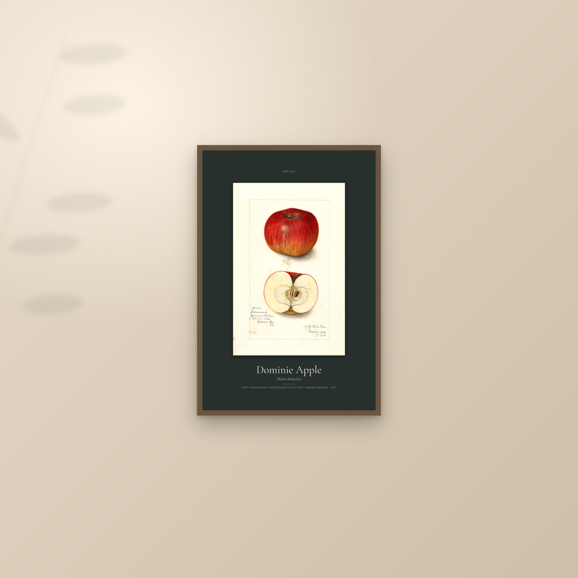 Dominie Apple — Specimen — framed and styled on a sunlit wall