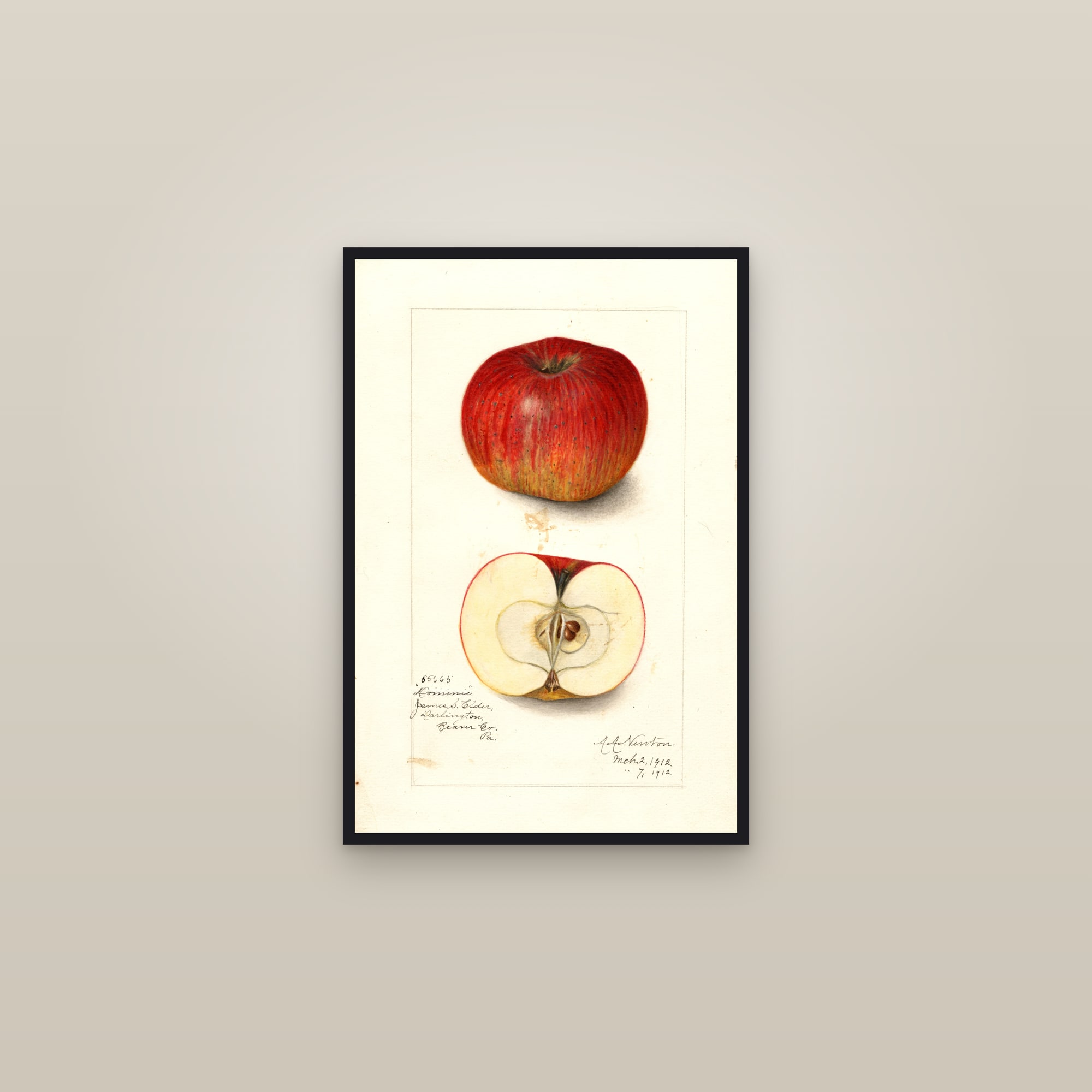 Dominie Apple — framed in a gallery setting