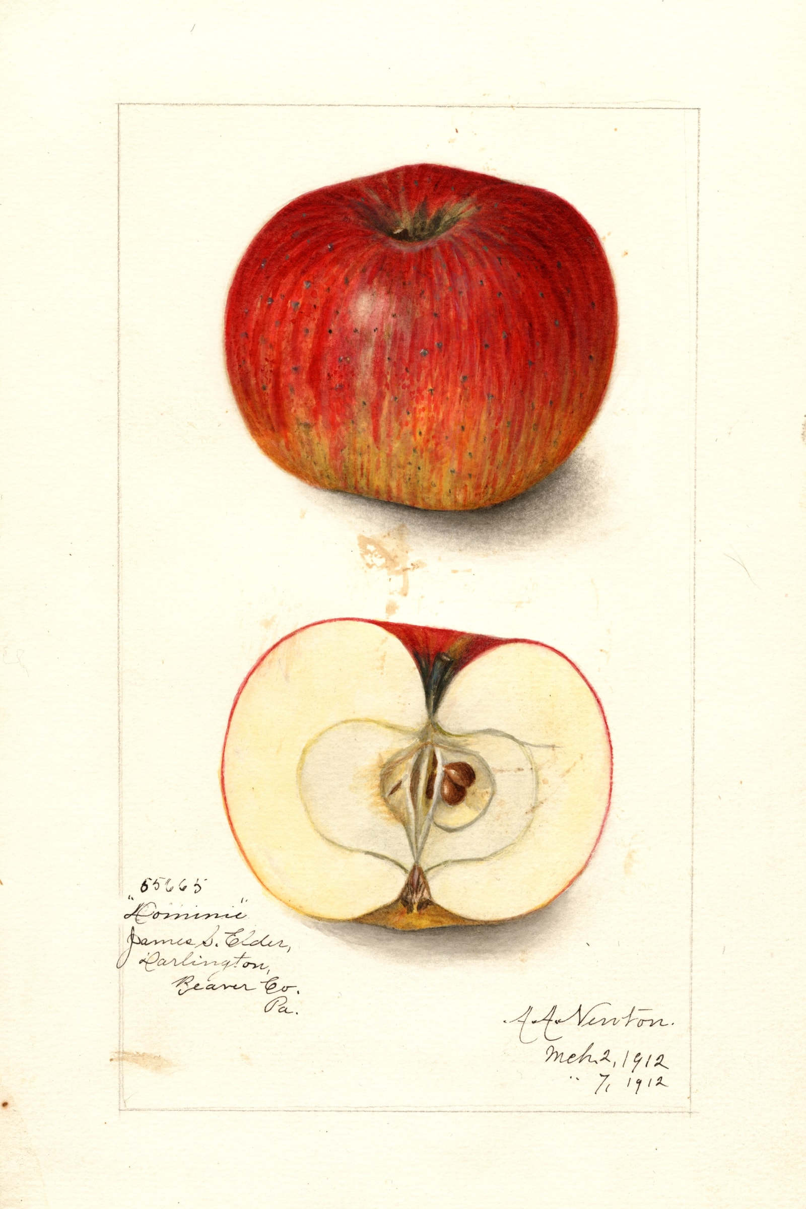 Dominie Apple