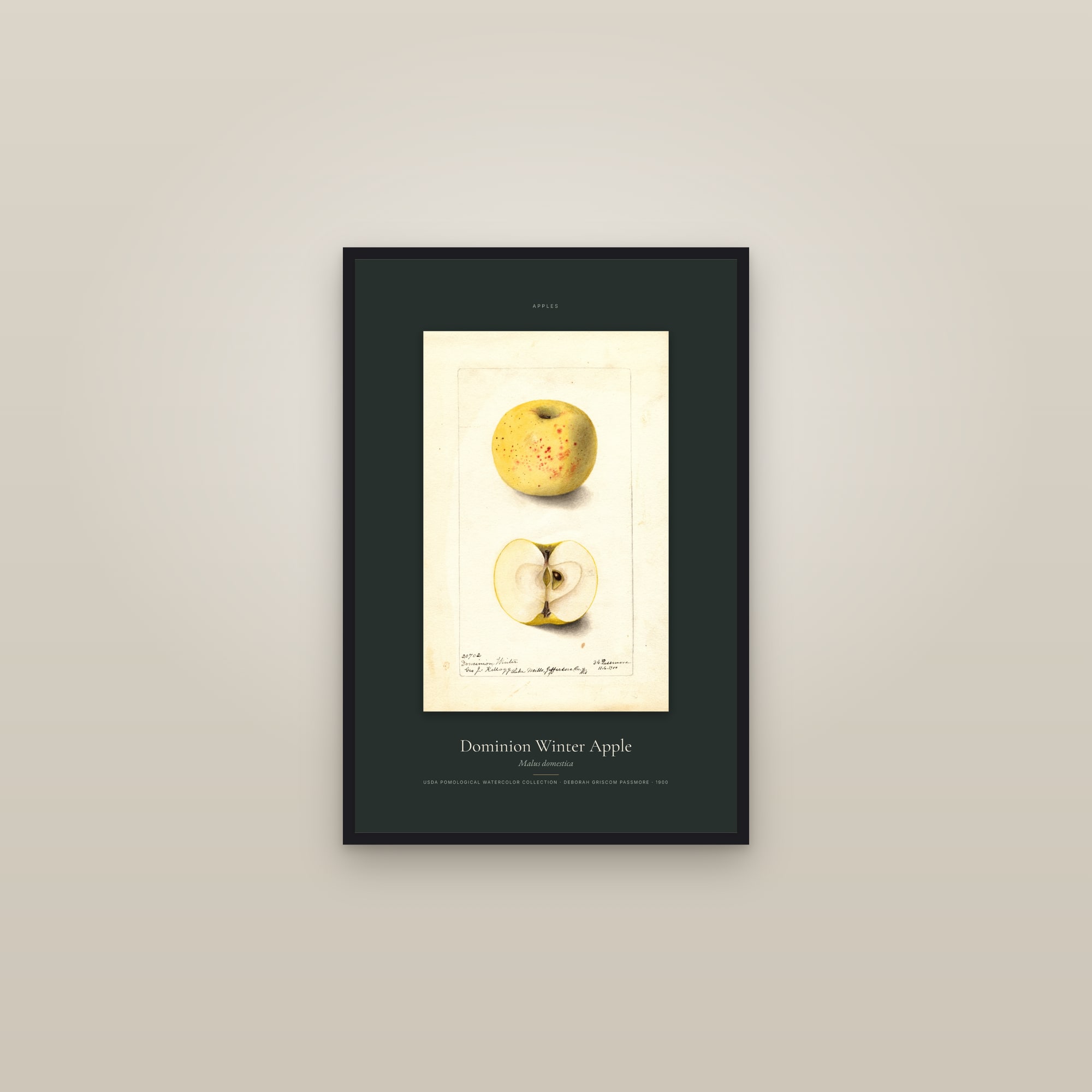Dominion Winter Apple — Specimen — framed in a gallery setting