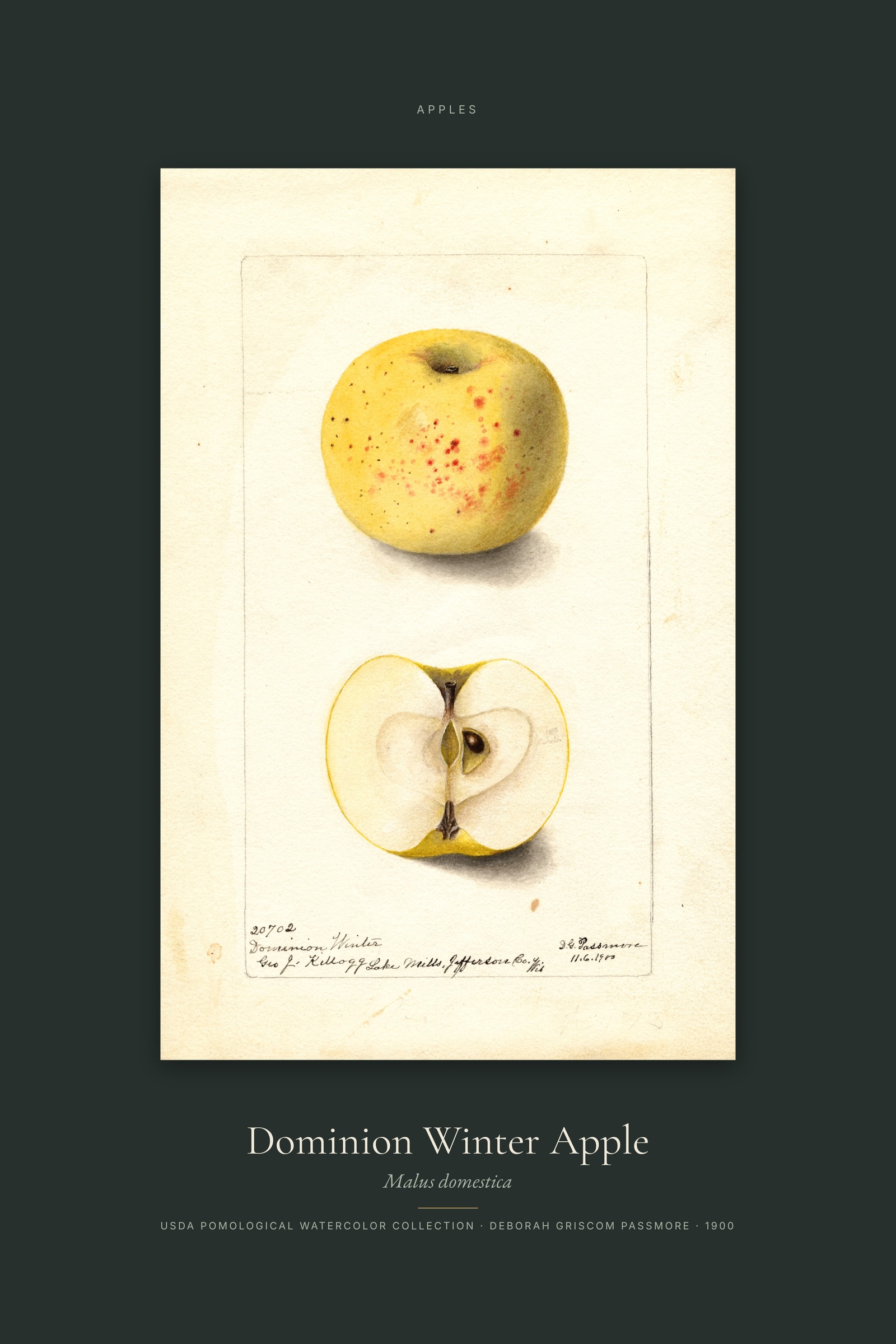 Dominion Winter Apple — Specimen