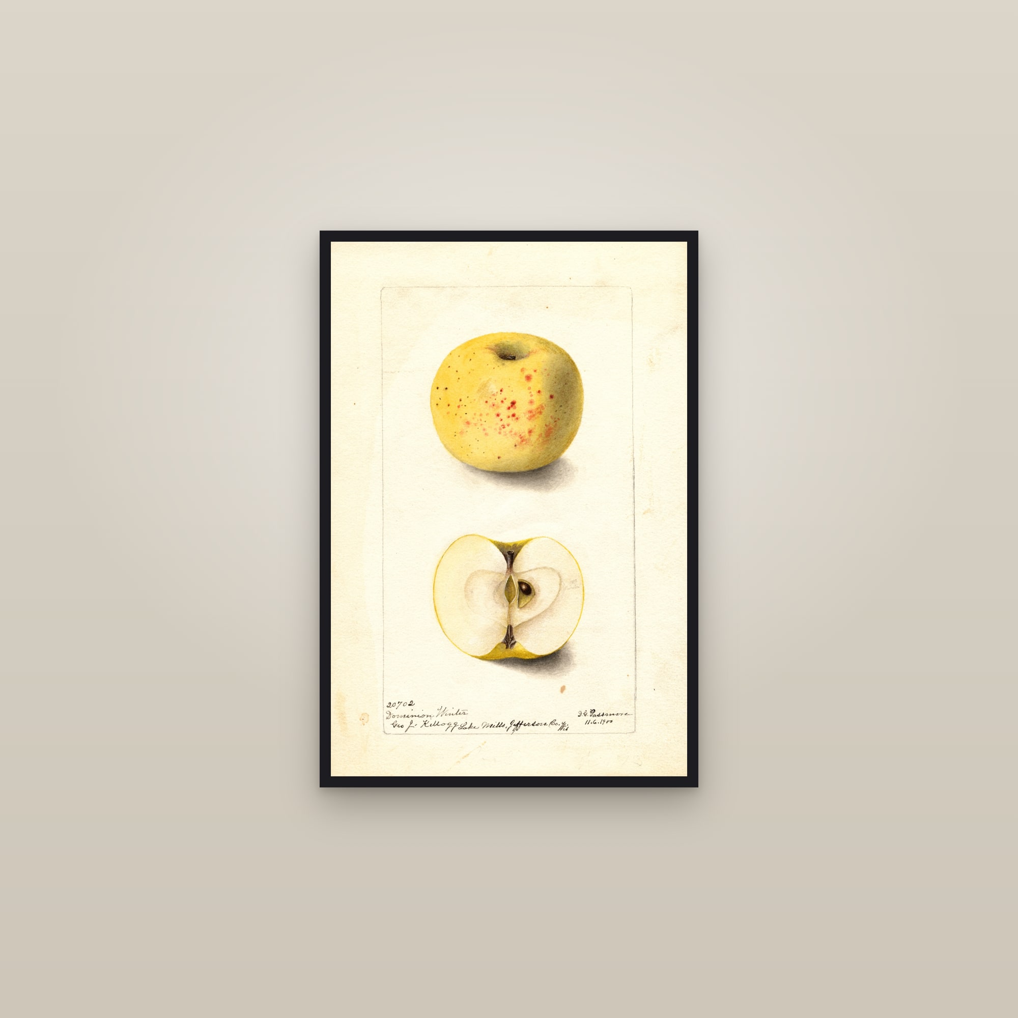 Dominion Winter Apple — framed in a gallery setting