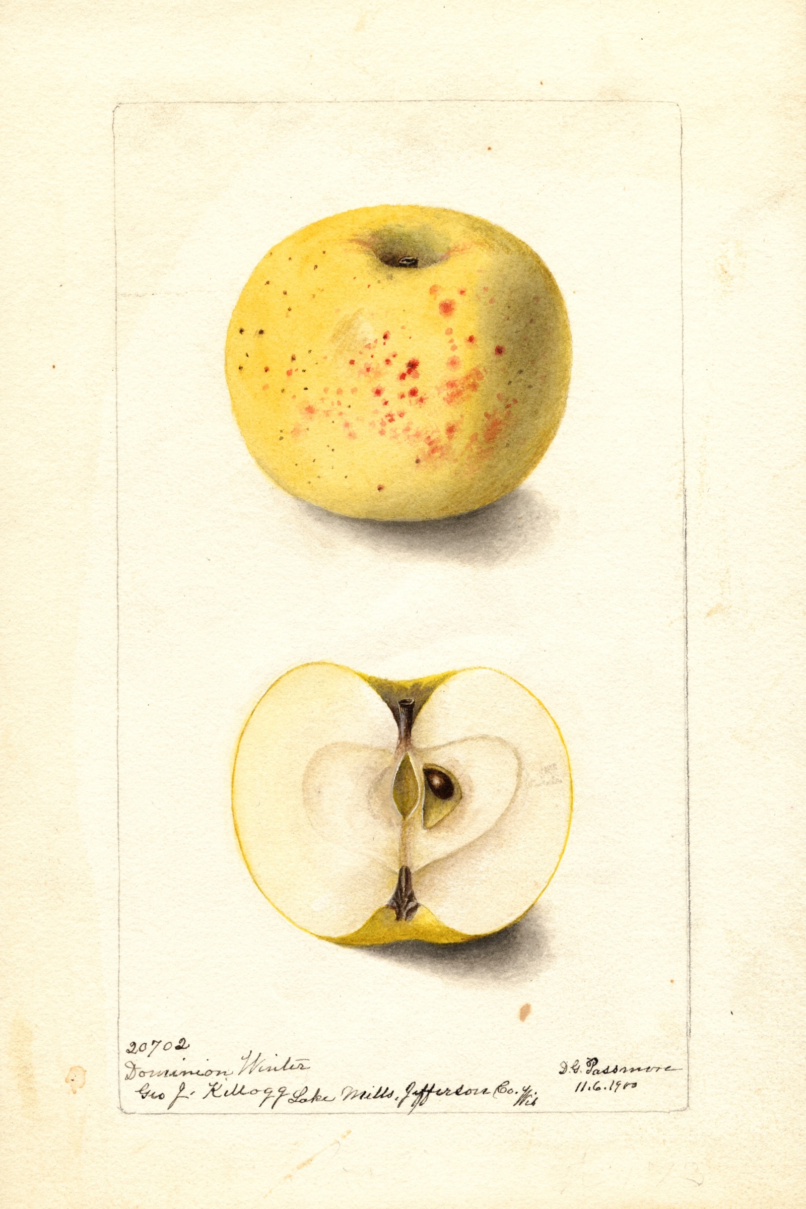 Dominion Winter Apple
