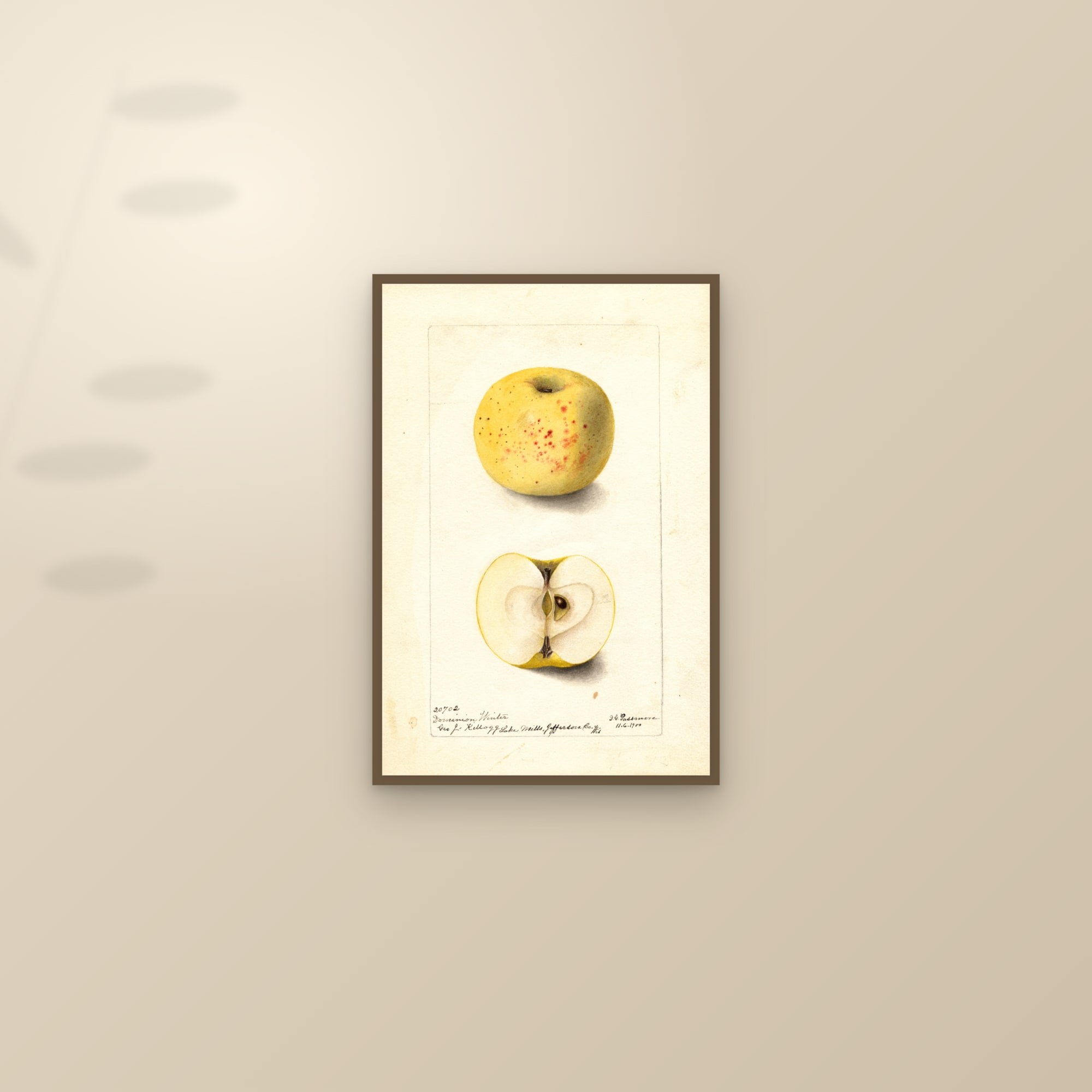 Dominion Winter Apple — framed and styled on a sunlit wall