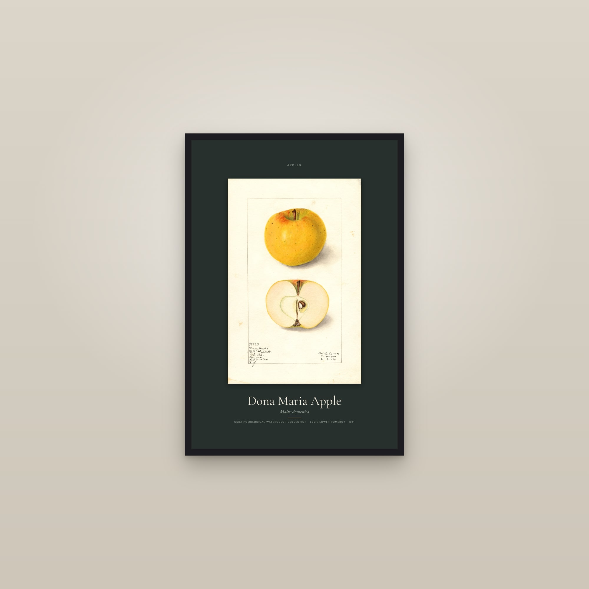 Dona Maria Apple — Specimen — framed in a gallery setting