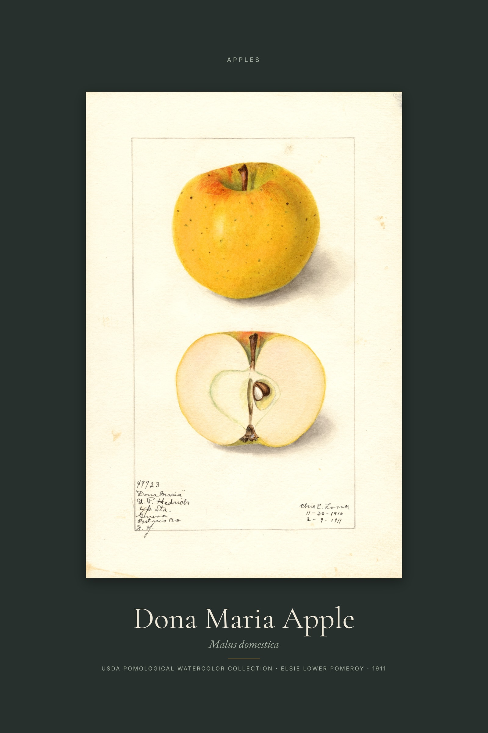 Dona Maria Apple — Specimen