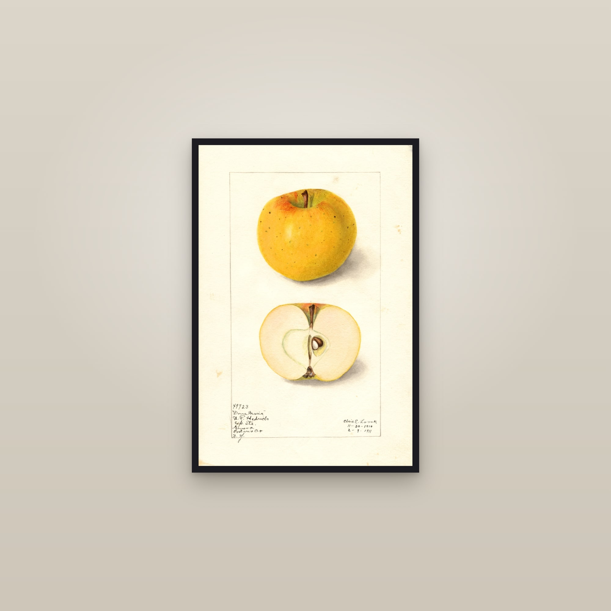 Dona Maria Apple — framed in a gallery setting